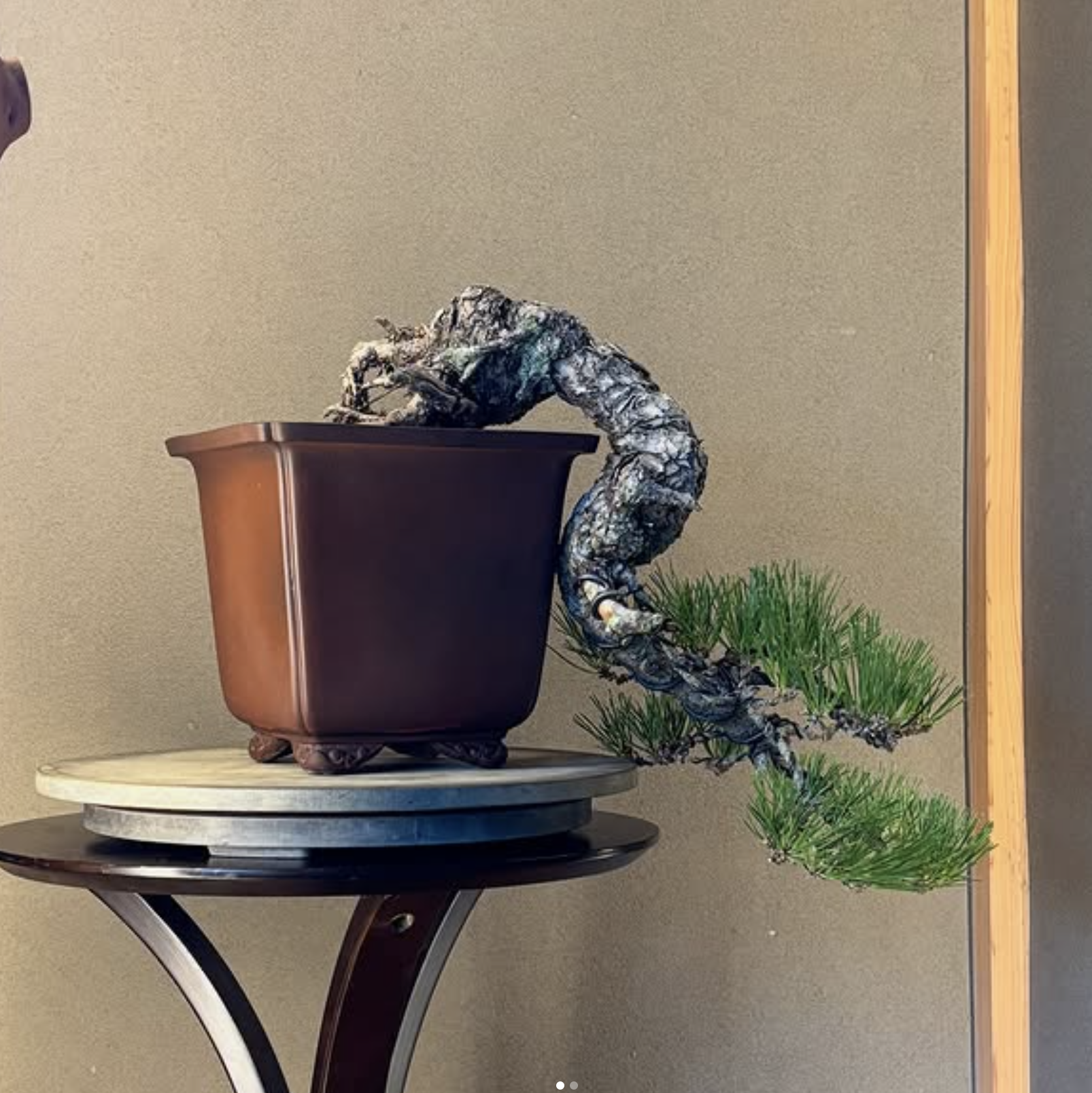 MKT-001 Black Pine, 45 years, cascade