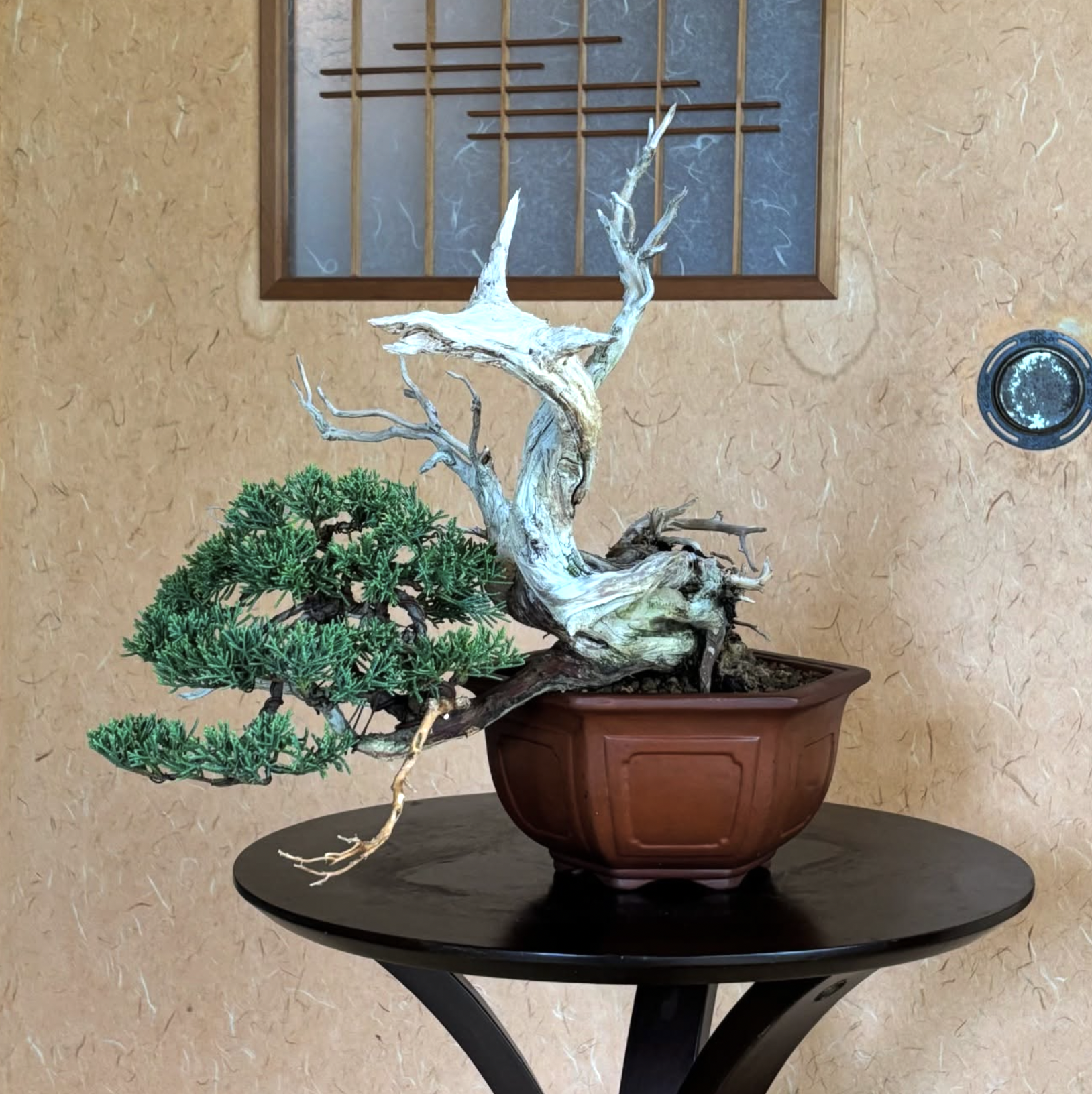 MKT-002 Shimpaku Juniper, 40 years, semi-cascade