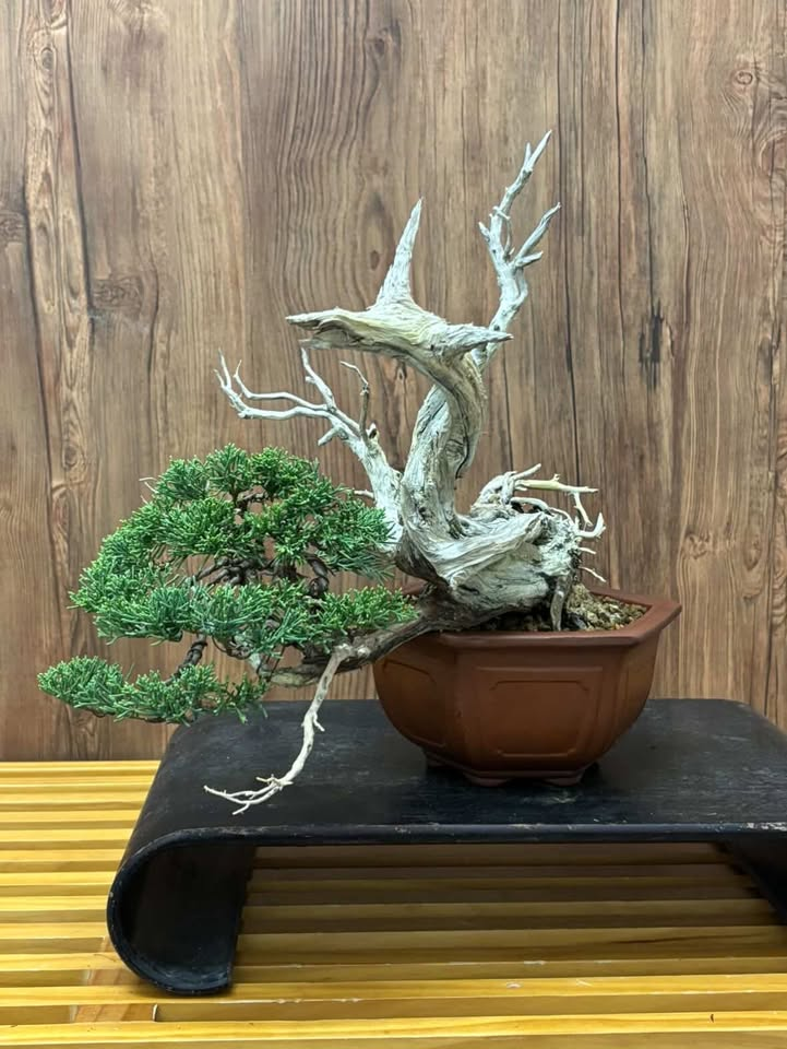 MKT-002 Shinpaku, han-kengai (semi-cascade)