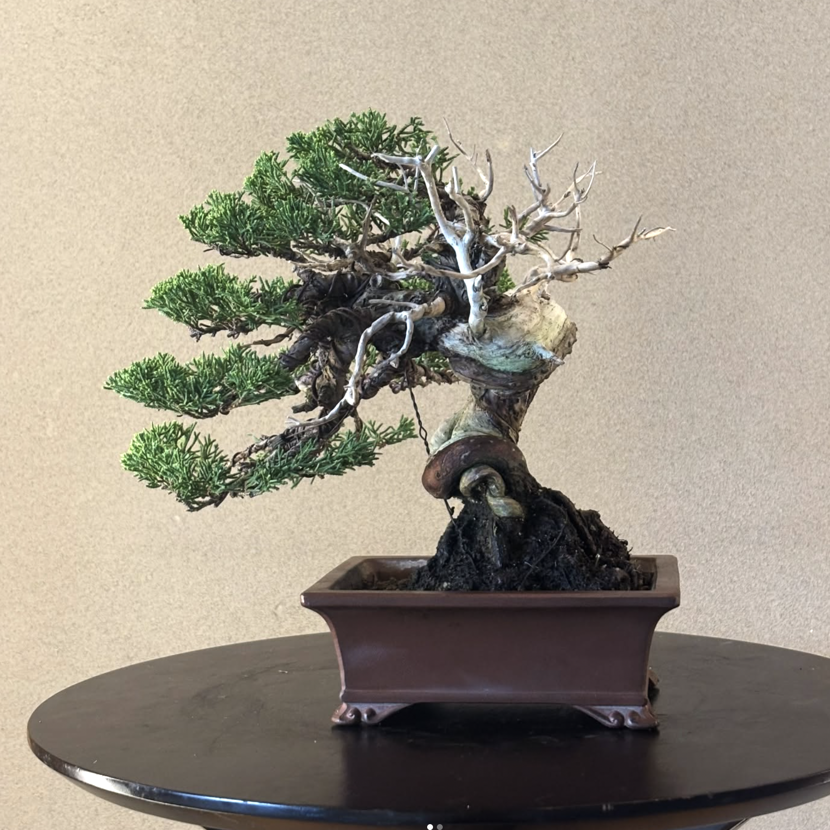 MKT-003 Shimpaku Juniper 30y Informal Upright — by Saeki Kazuki