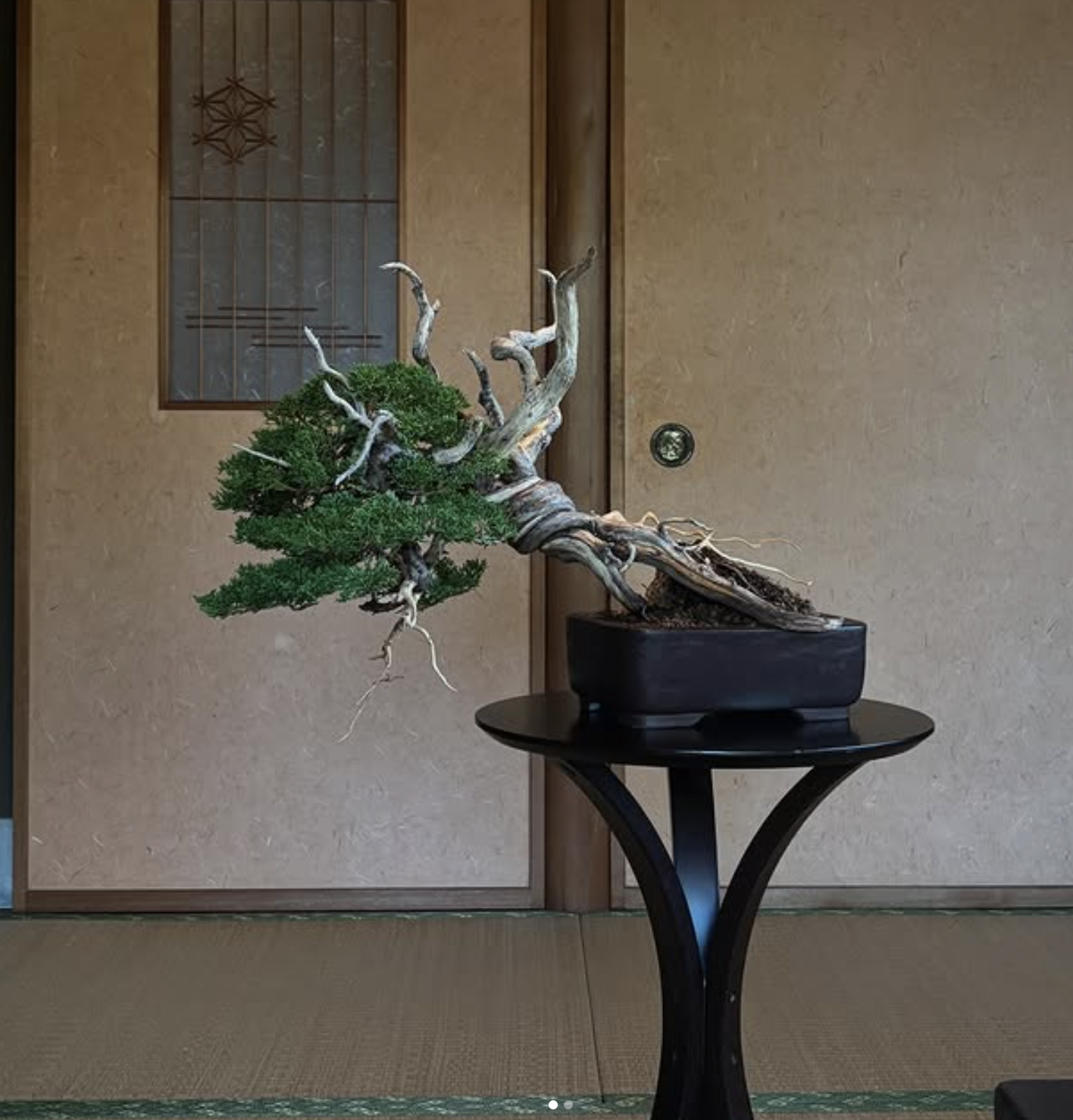 MKT-004 — Shimpaku juniper, 50 years, semi-cascade, by Saeki Kazuki