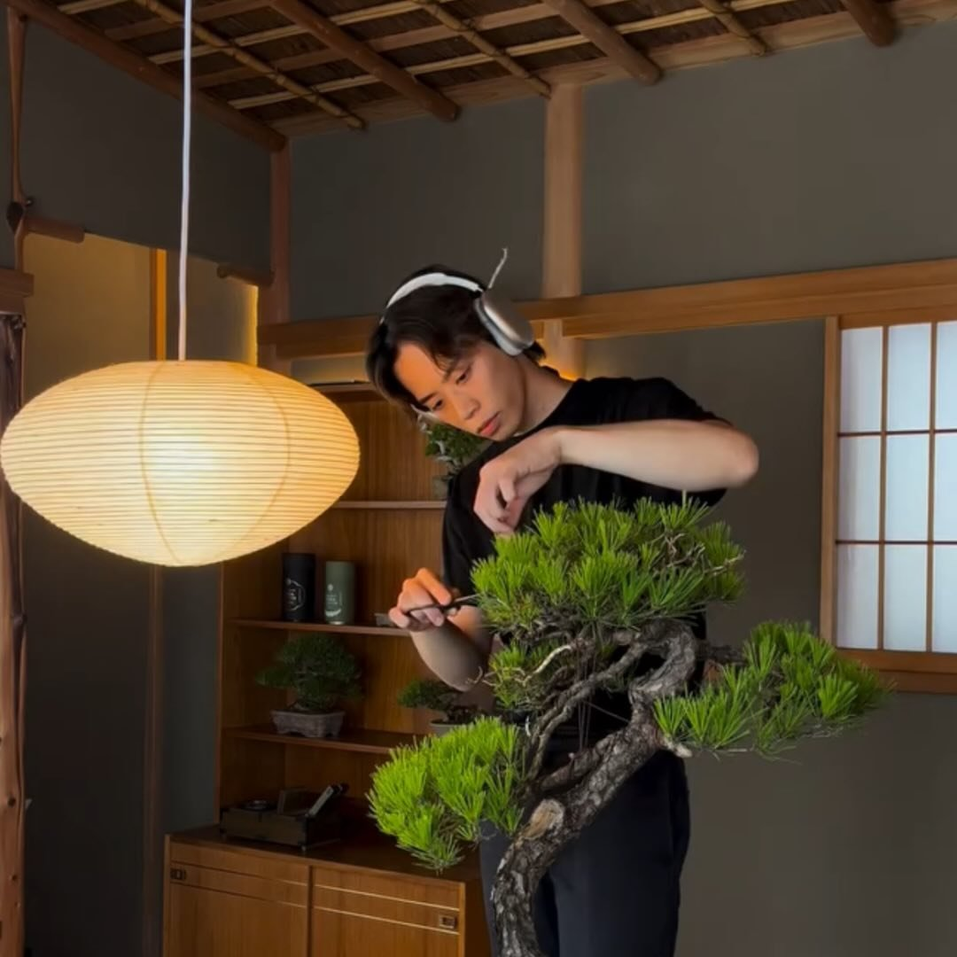 Saeki Kazuki, the lead bonsai artist for Azukari