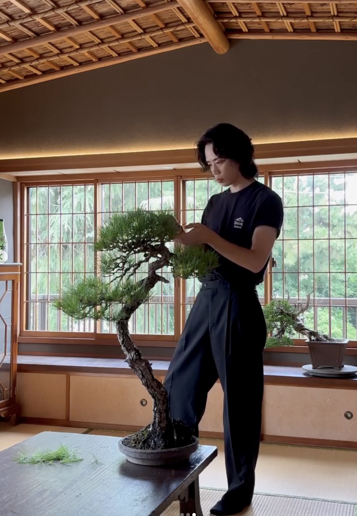 Kazuki Saeki working on a black pine bonsai
