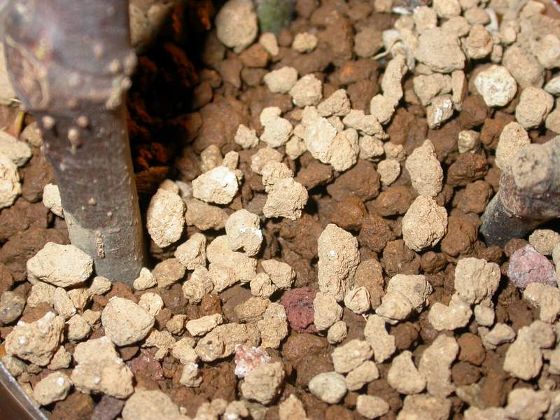 Dry and moistened akadama granules around the base of a bonsai trunk in its pot