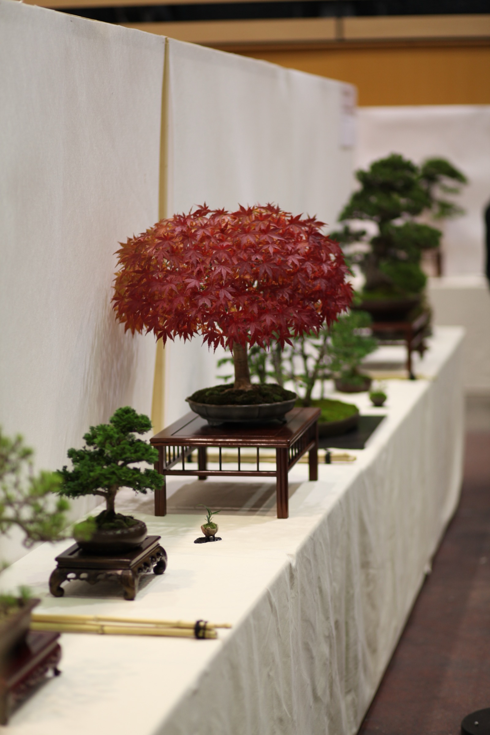 A row of bonsai in autumn color and green foliage displayed on wooden stands at a bonsai exhibition