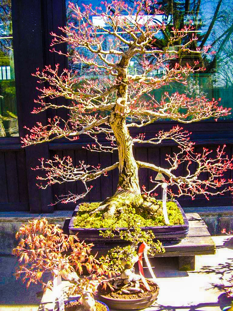 A bonsai tree with reddish spring buds on display at the Crespi Bonsai Museum