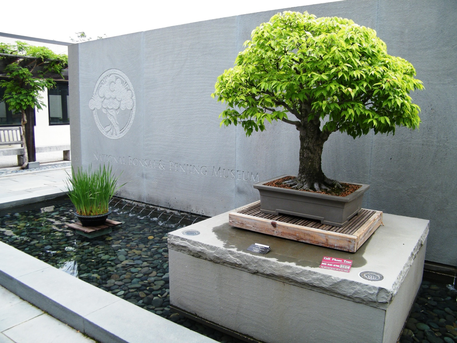 A bonsai tree displayed at the entrance wall of the National Bonsai and Penjing Museum