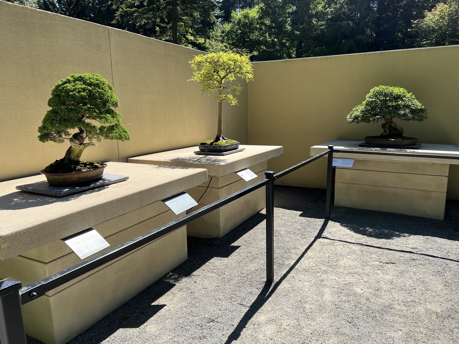 Bonsai trees displayed on outdoor stands at the Pacific Bonsai Museum