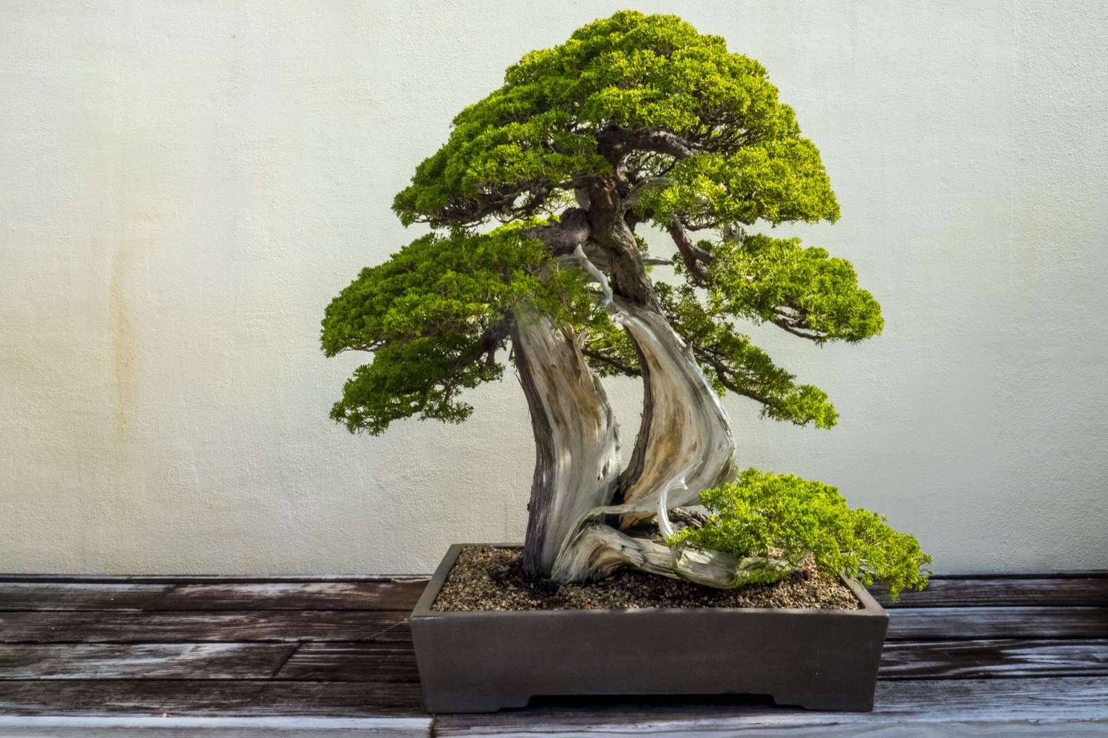 Visitors touring the bonsai collection at the U.S. National Arboretum