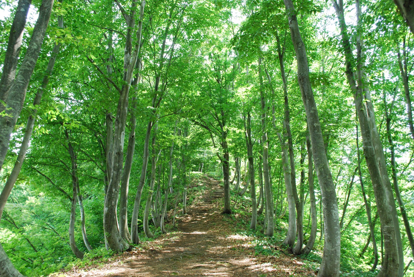 A Japanese beech forest in fresh spring green on a mountainside in the Uonuma region of Niigata