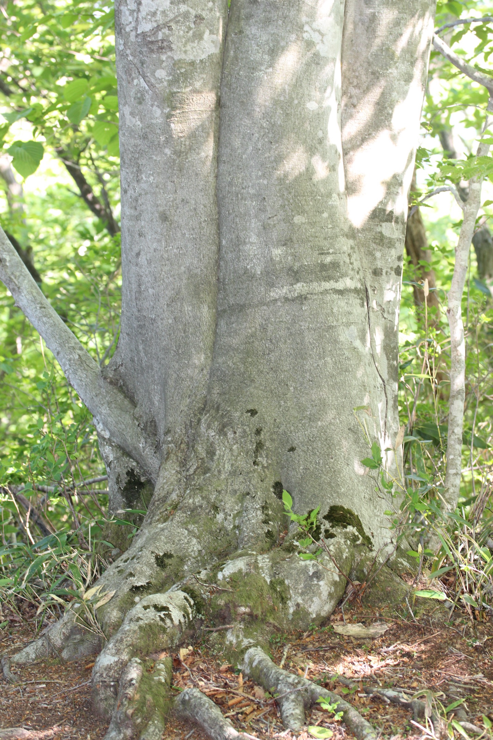 The smooth, pale gray bark of a Japanese beech (Fagus crenata) trunk