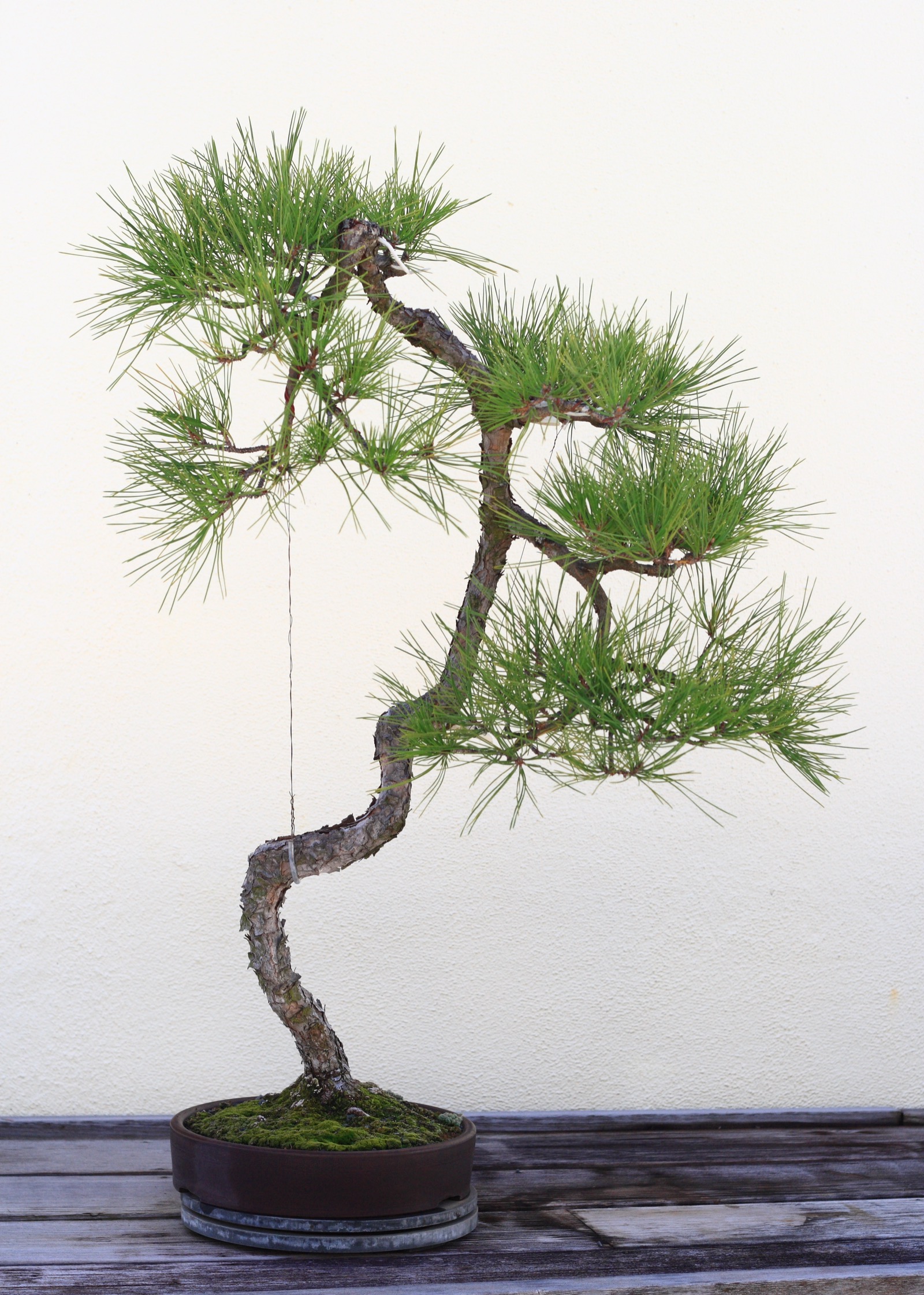 A Japanese black pine bonsai trained in the bunjingi, literati, style, its slender trunk curving upward with foliage concentrated in a few pads near the top