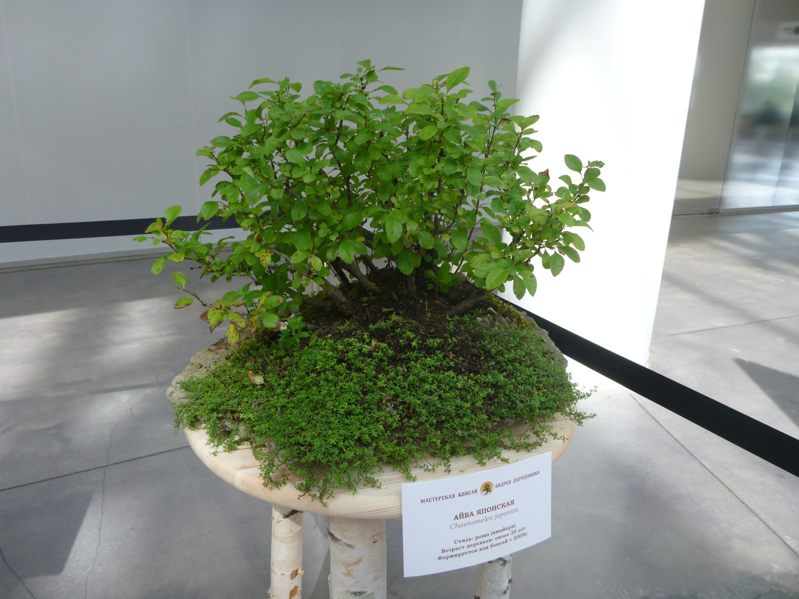 A chojubai flowering quince bonsai grown in grove style, its small leaves catching the light