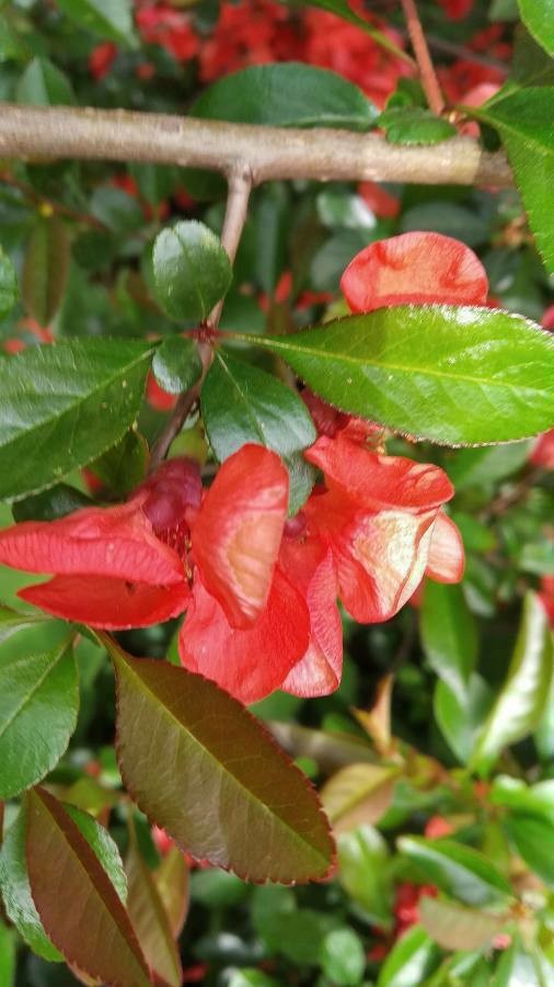 A close view of small vermilion chojubai flowers opening among glossy leaves