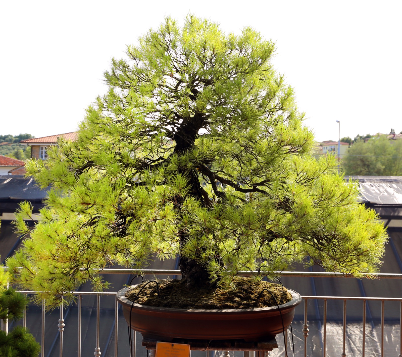 An Aleppo pine bonsai trained in the chokkan, formal upright, style, its trunk rising straight without a single bend