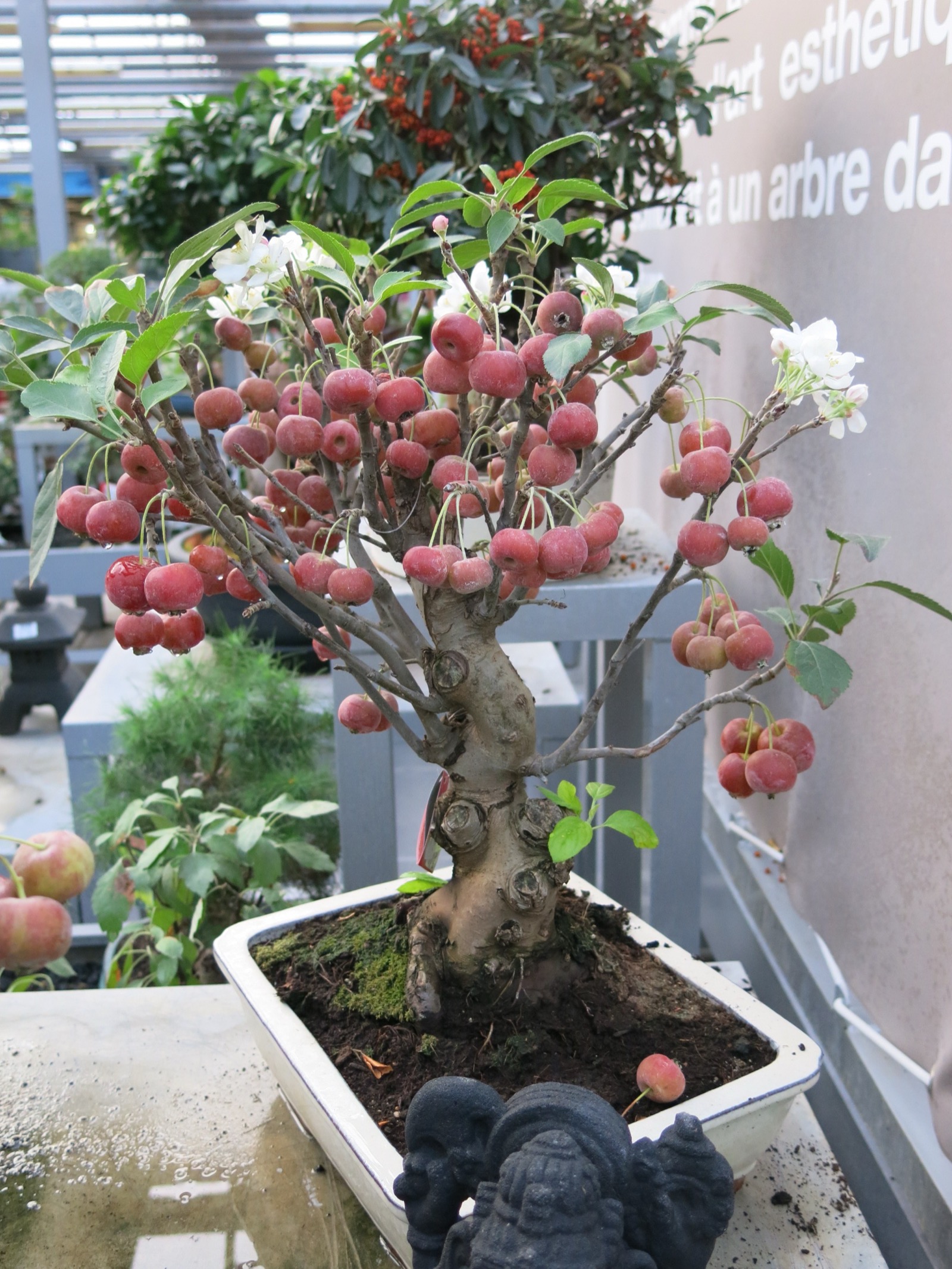 A himeringo crabapple bonsai carrying white spring blossom and clusters of small red fruit at once