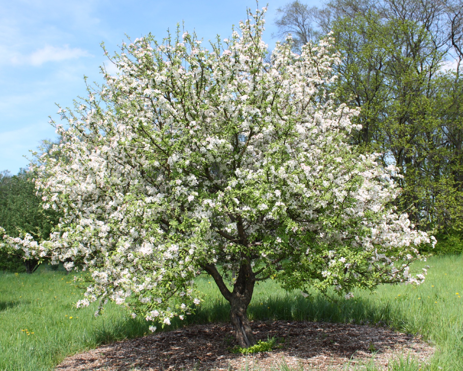 A full-grown Malus prunifolia crabapple tree in white spring bloom, the same species often grown small as himeringo bonsai