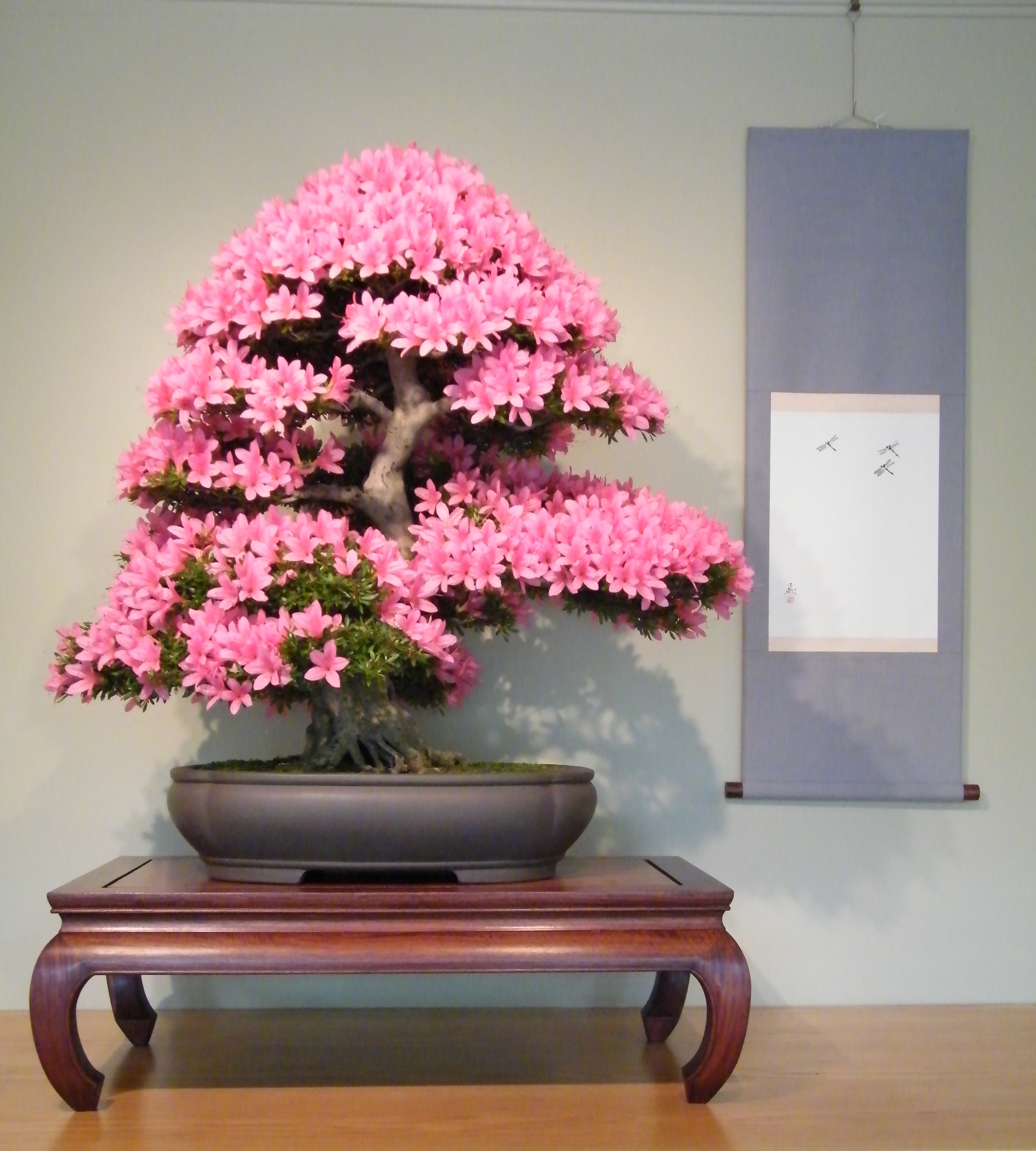 A flowering satsuki azalea bonsai displayed on a dark wood stand with curved legs, beside a hanging scroll