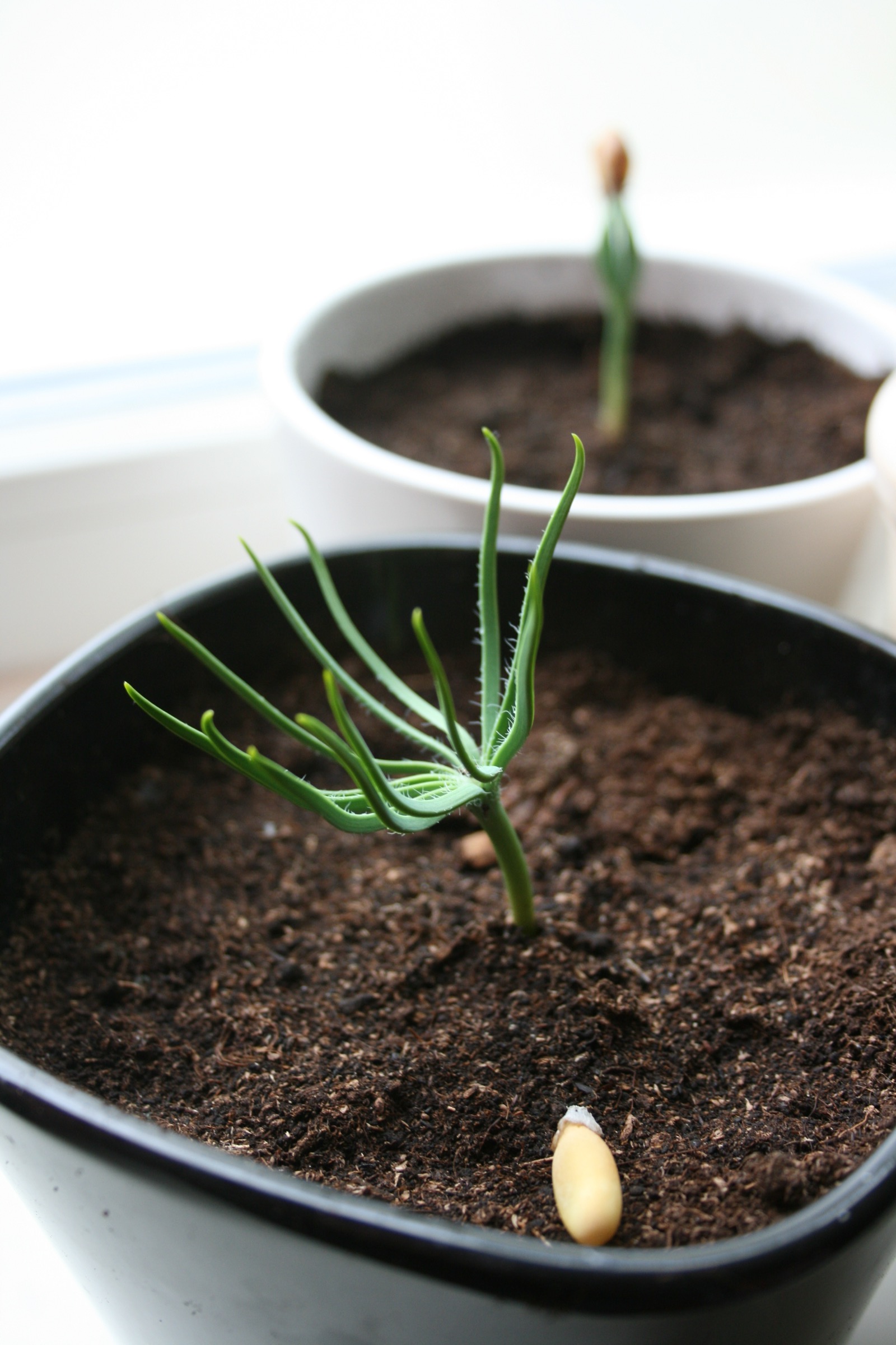 A young pine seedling in a nursery pot, its split seed coat still resting in the soil beside the sprout