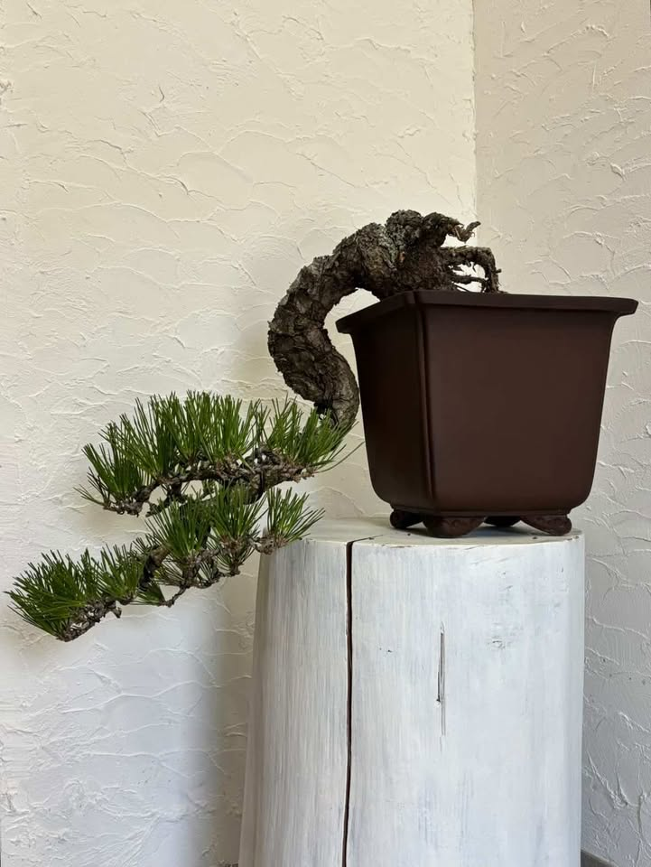 A Japanese black pine cascade bonsai falling below the rim of its pot