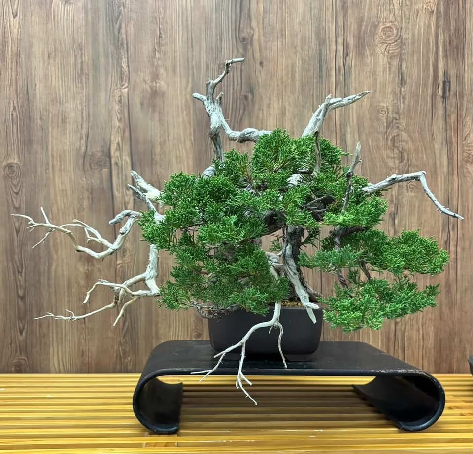 A fifty year old shimpaku juniper resting in quiet balance with its pot