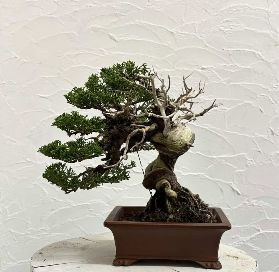 A shimpaku juniper in informal upright style rising with gentle curves