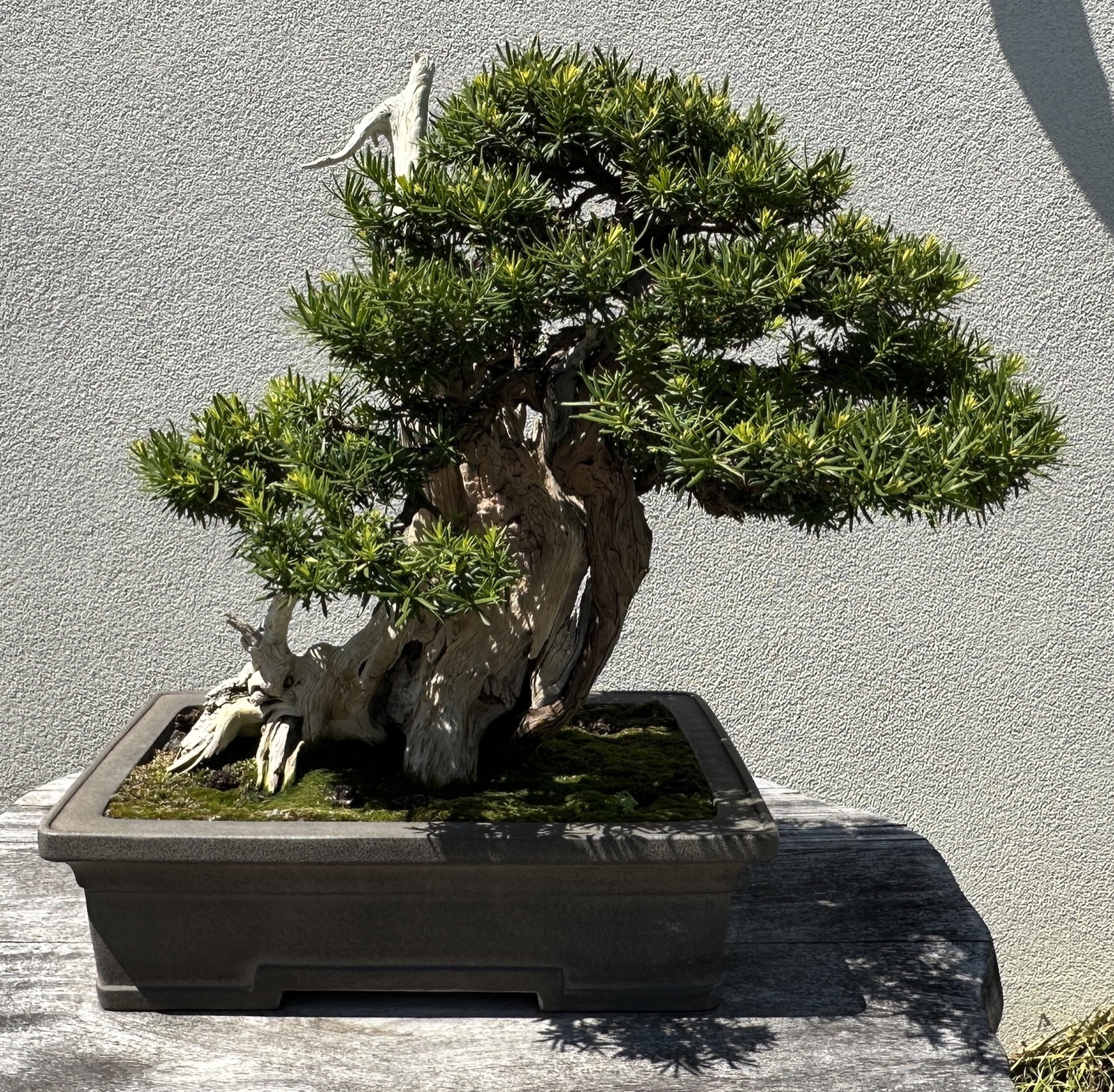 古い舎利幹に濃い緑の葉を茂らせたイチイの盆栽