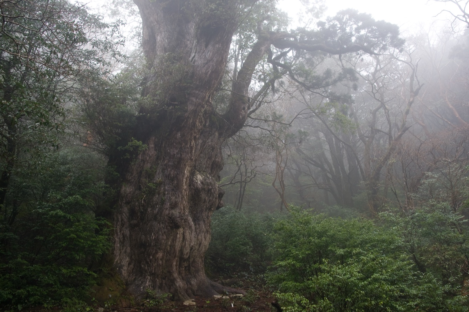 Jomon Sugi, an ancient cryptomeria tree on Yakushima estimated at over two thousand years old