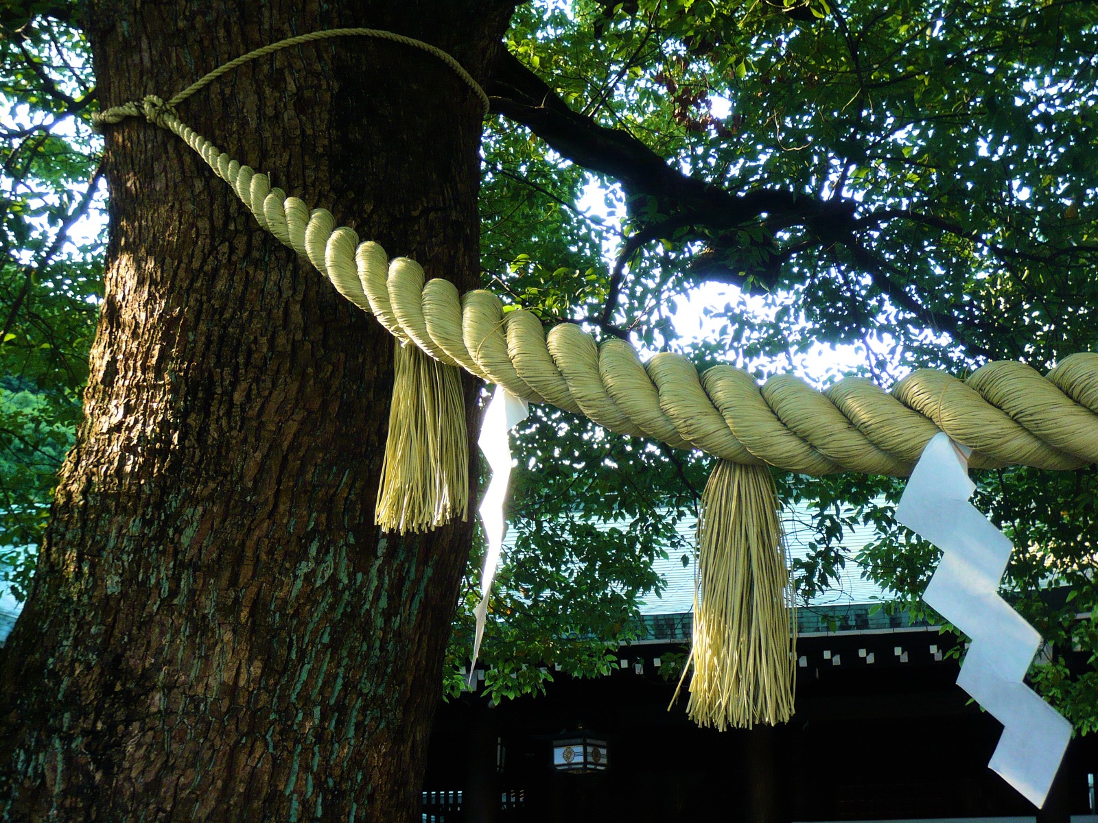 A shimenawa sacred rope bound around the trunks of the Meoto Kusu camphor trees at Meiji Jingu