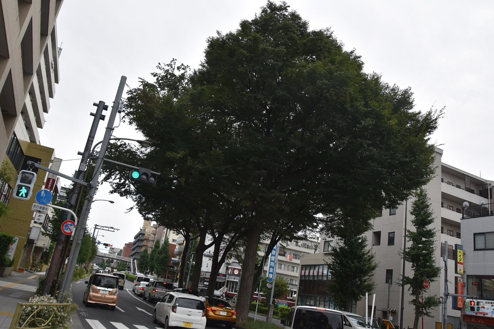 東京・板橋の道路沿いに立つ大きな欅の並木。車道の上に樹冠がひとつのドームのように広がっている