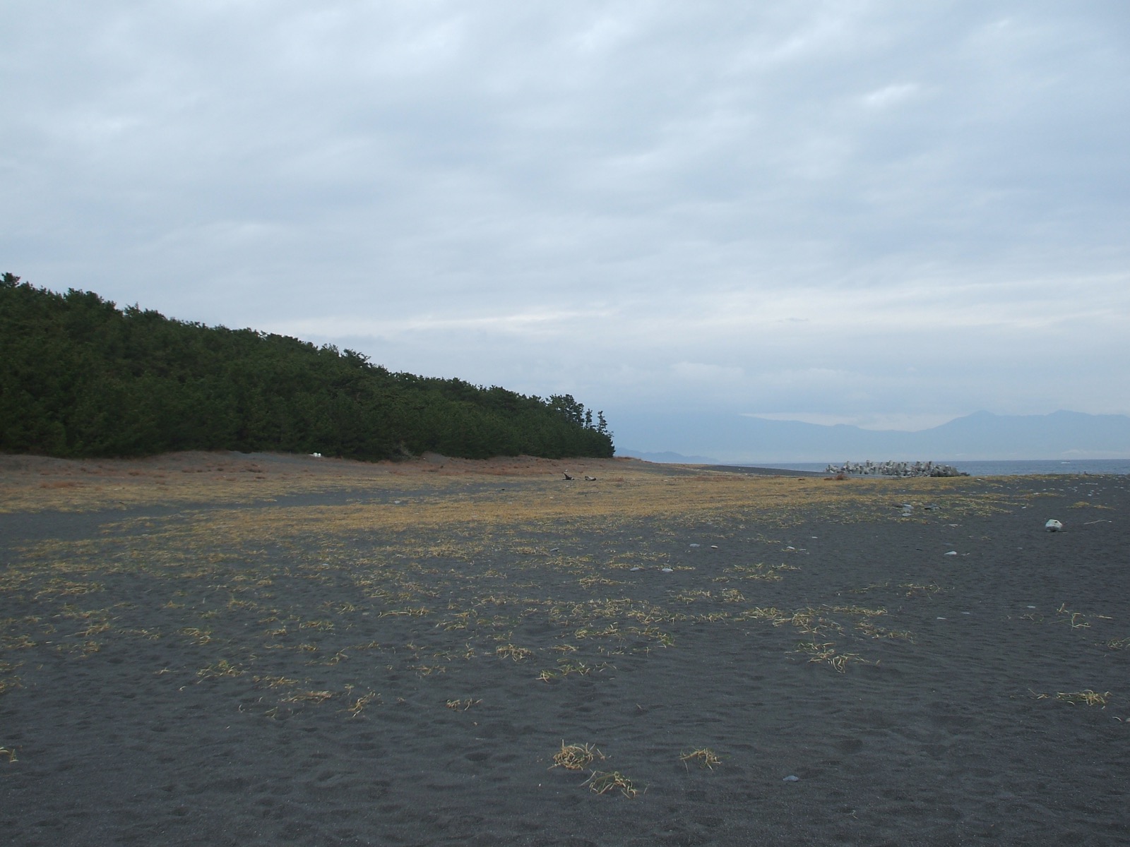 The pine grove of Miho no Matsubara meeting the dark sand of the Shizuoka coastline