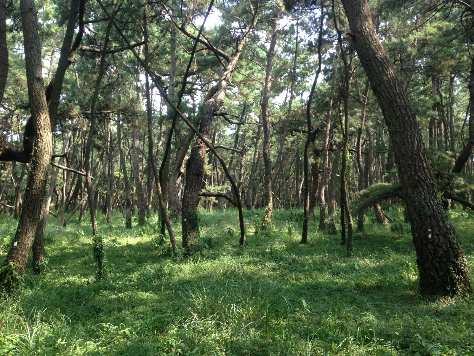 Leaning, curved black pine trunks inside the Nijinomatsubara grove in Karatsu, Saga