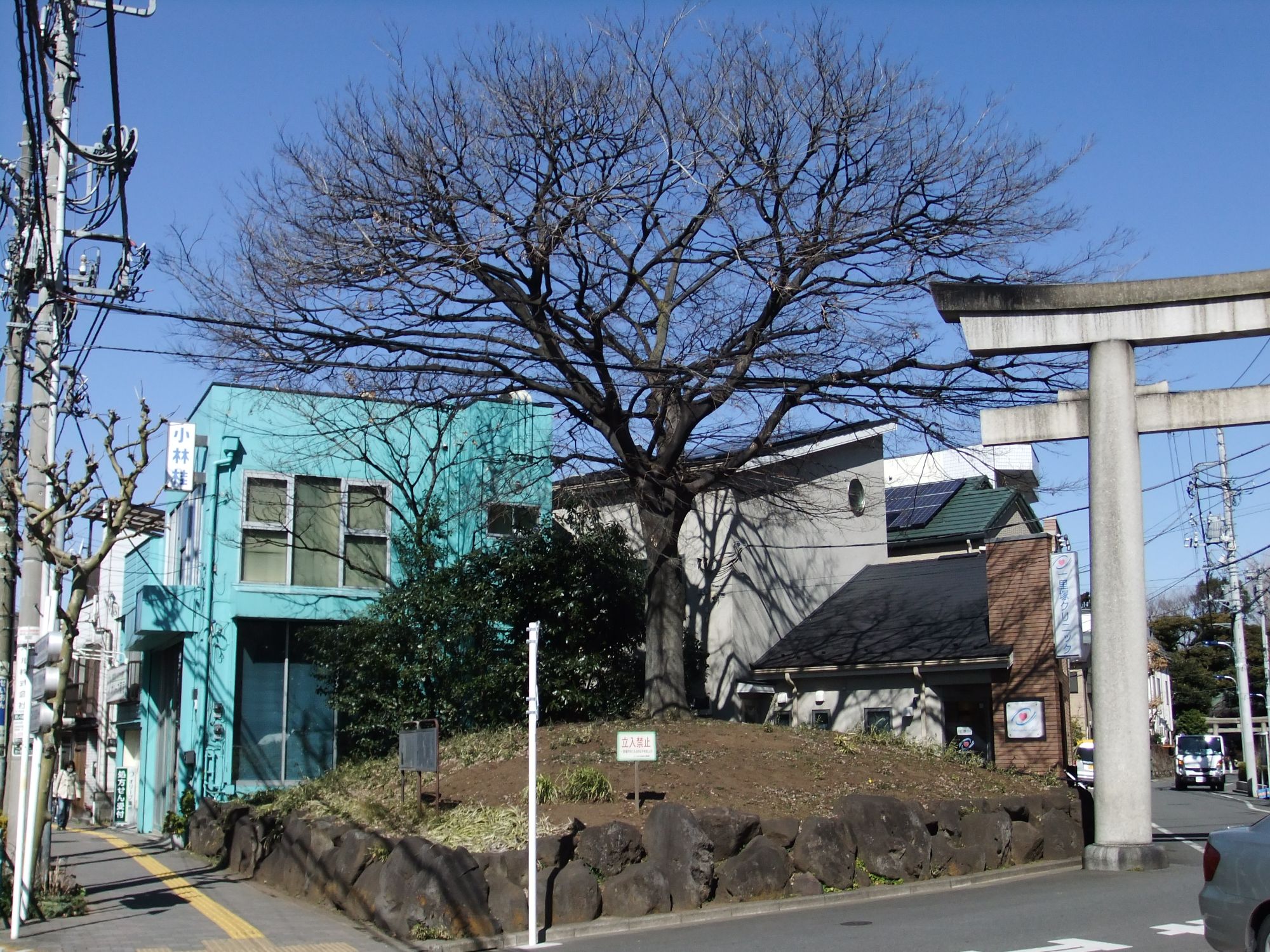 東京にある江戸時代の一里塚、西ヶ原一里塚の塚の上で、葉を落とした冬の榎が均整のとれた広い樹冠を広げている