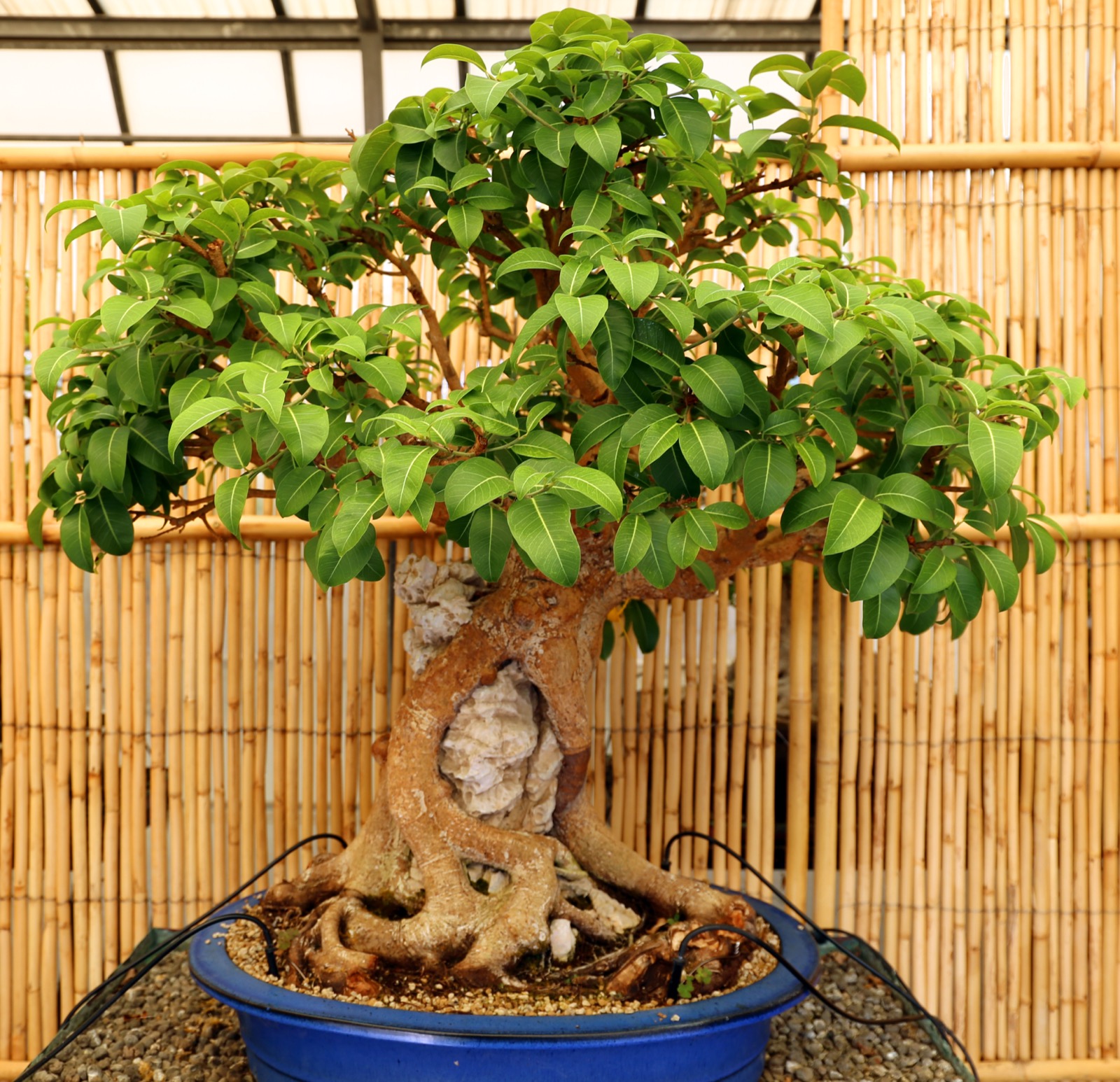 A ficus bonsai in ishitsuki root-over-rock style, its roots gripping a stone before reaching the soil in the pot below