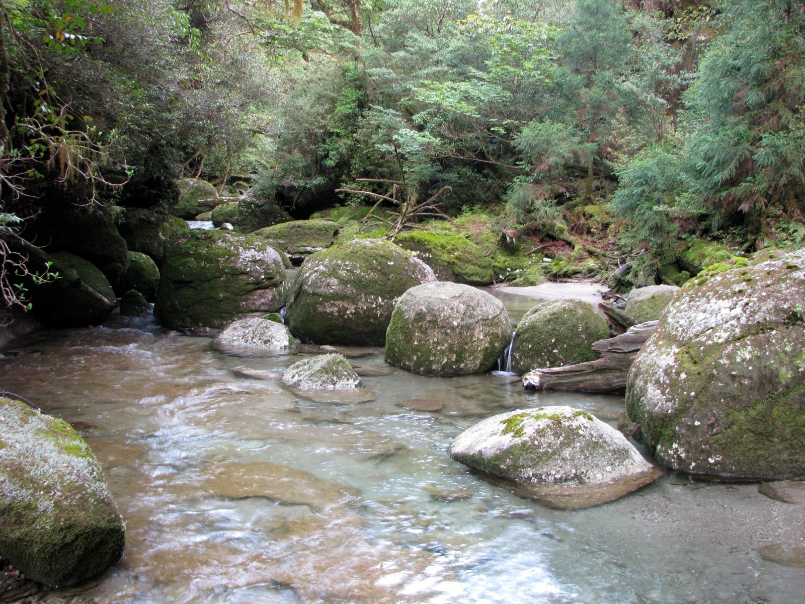 A clear mountain stream running over moss-covered boulders in a Yakushima ravine, the kind of valley terrain that shaped the ishitsuki root-over-rock bonsai style