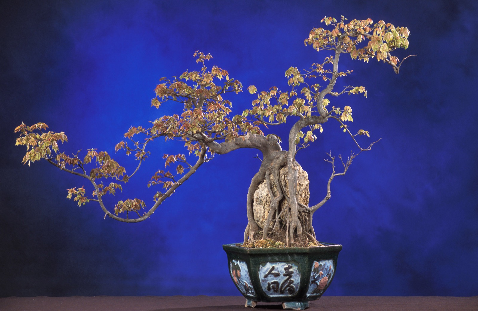 A trident maple bonsai with its roots growing over a pale rock and down into the soil of a glazed pot