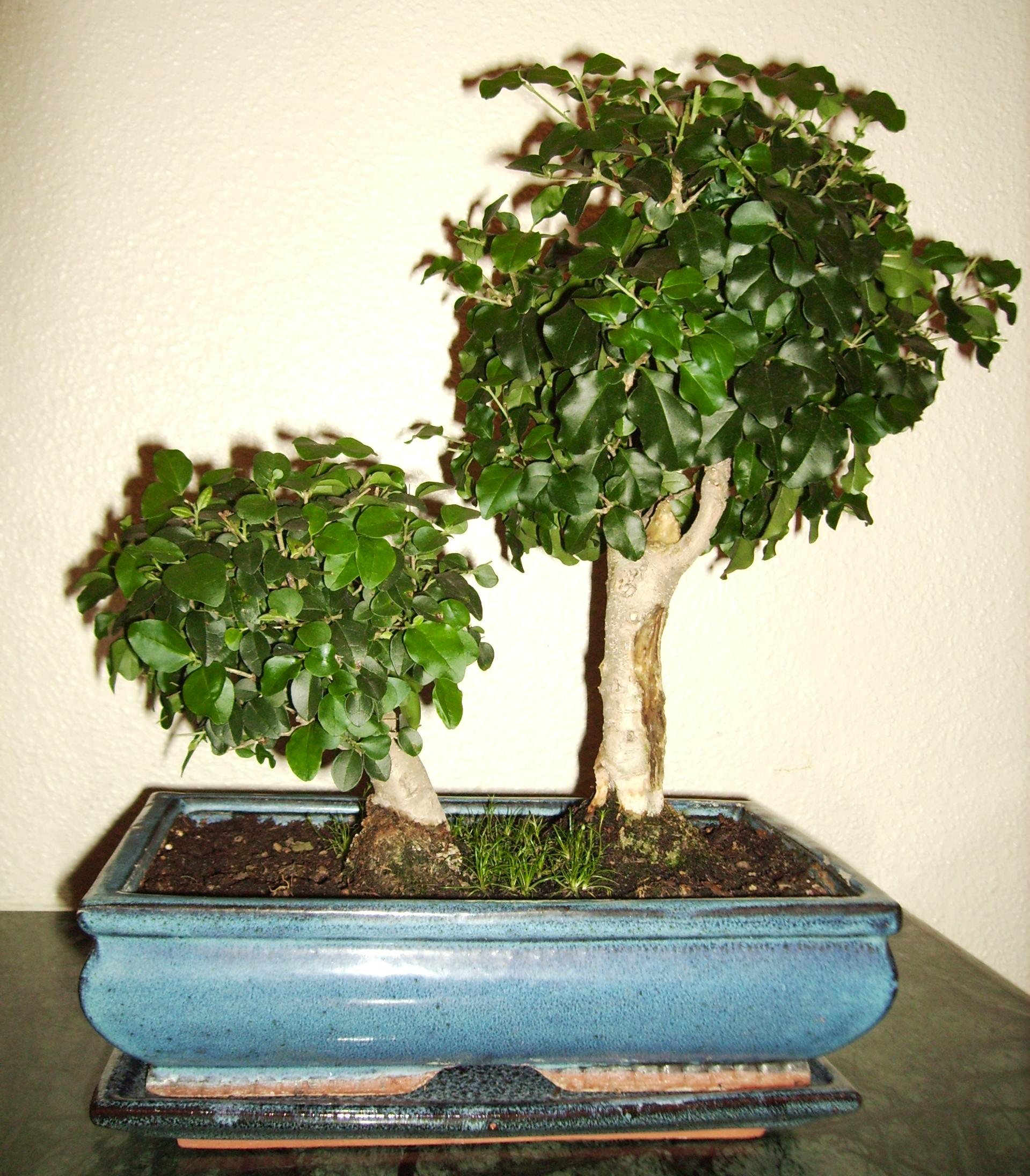 Rows of small potted bonsai for sale on shelving inside a department store