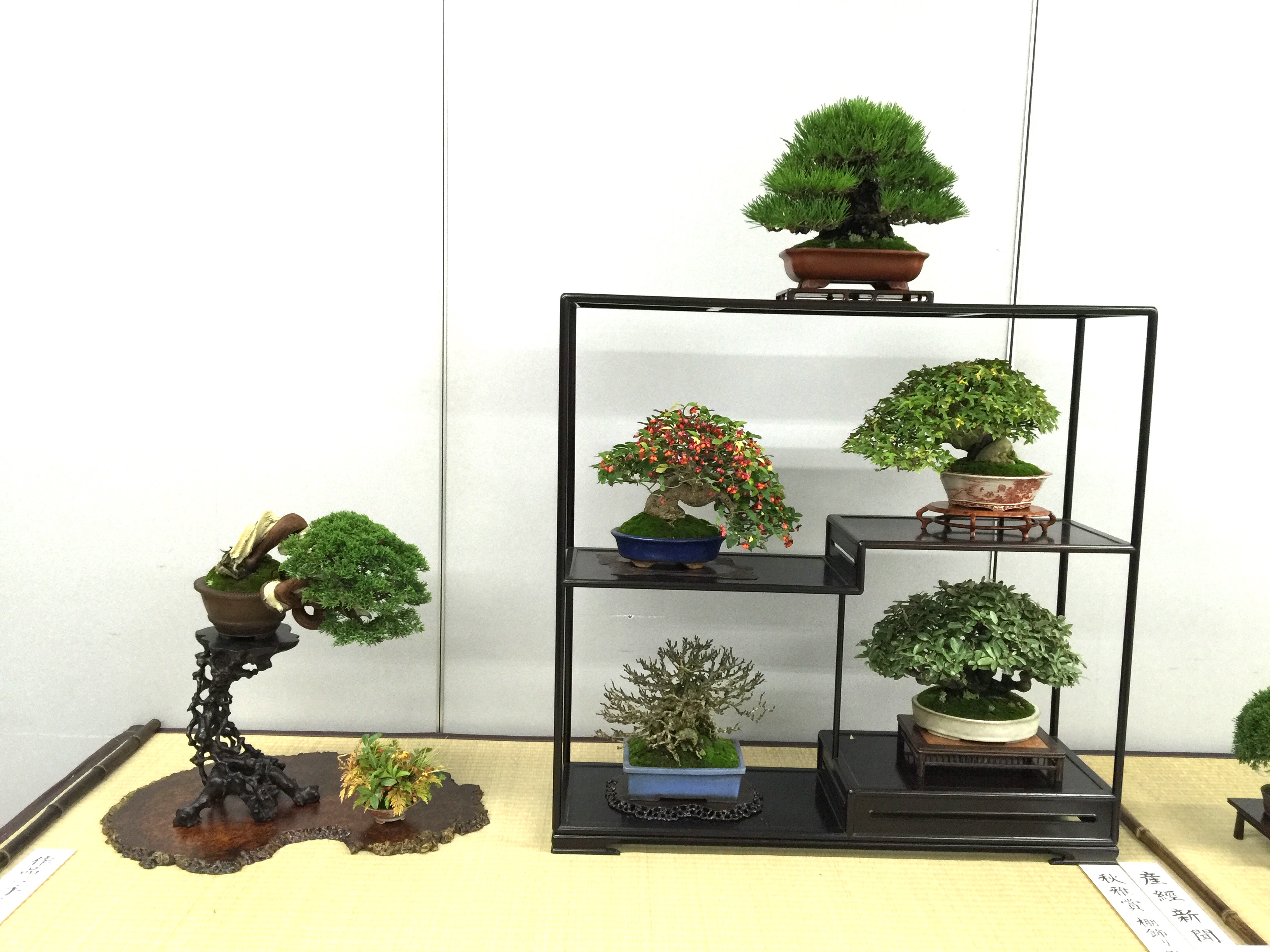 A tiered display of award-winning shohin and mame bonsai at a Japanese exhibition