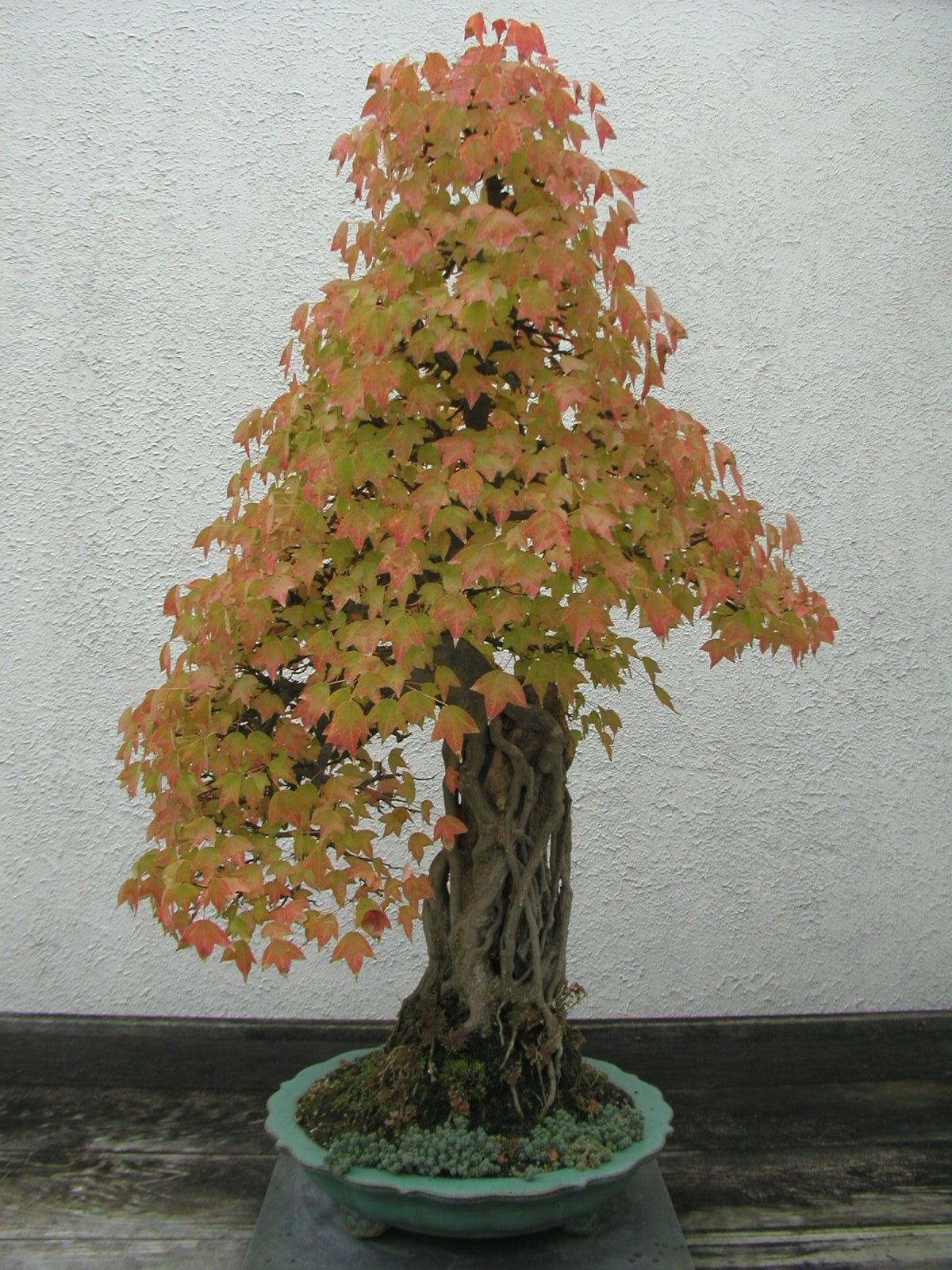 A maple bonsai turning through the early stages of autumn color, its canopy shifting from green to orange and red