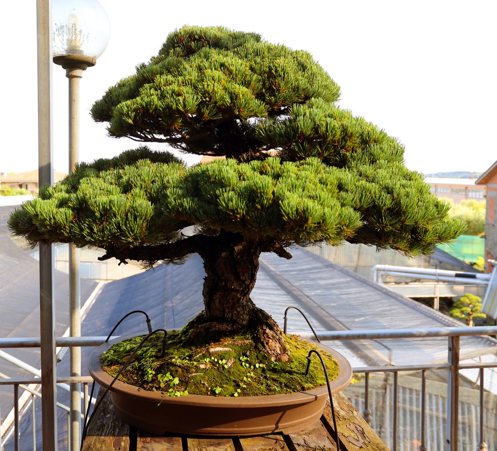 A Japanese white pine bonsai trained in the moyogi, informal upright, style, its trunk moving in a gentle S-curve