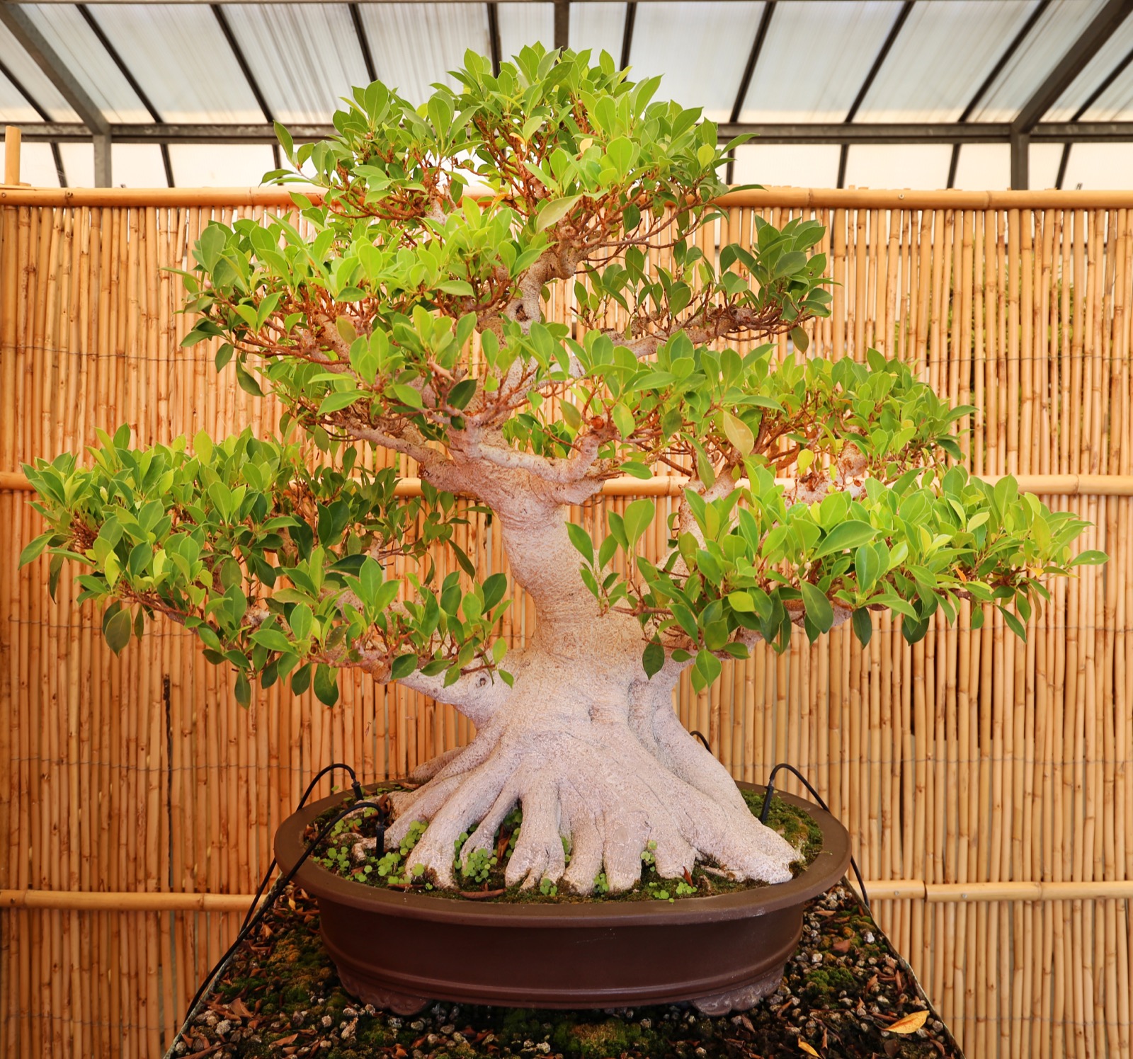 A ficus bonsai with pronounced radial surface roots gripping the rim of its pot