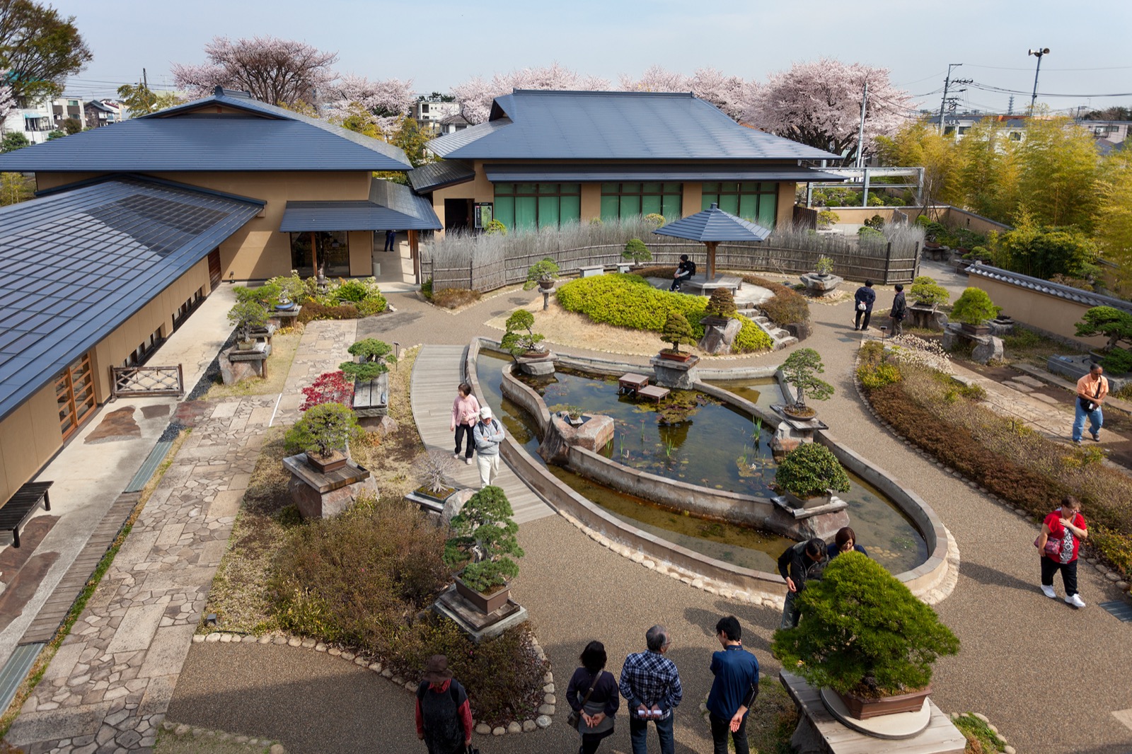 Visitors walking through the garden of the Omiya Bonsai Art Museum, bonsai displayed on stands around a pond, cherry trees blooming behind
