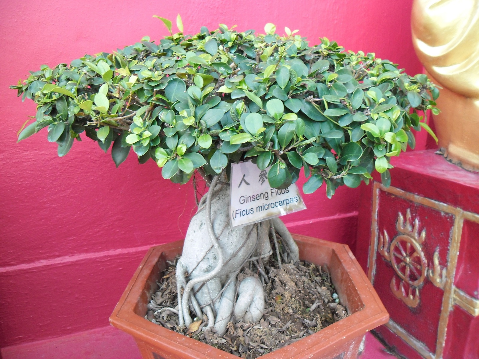 特徴的な太く盛り上がった気根を持つガジュマル(Ficus microcarpa 'Ginseng')の盆栽。香港にて撮影