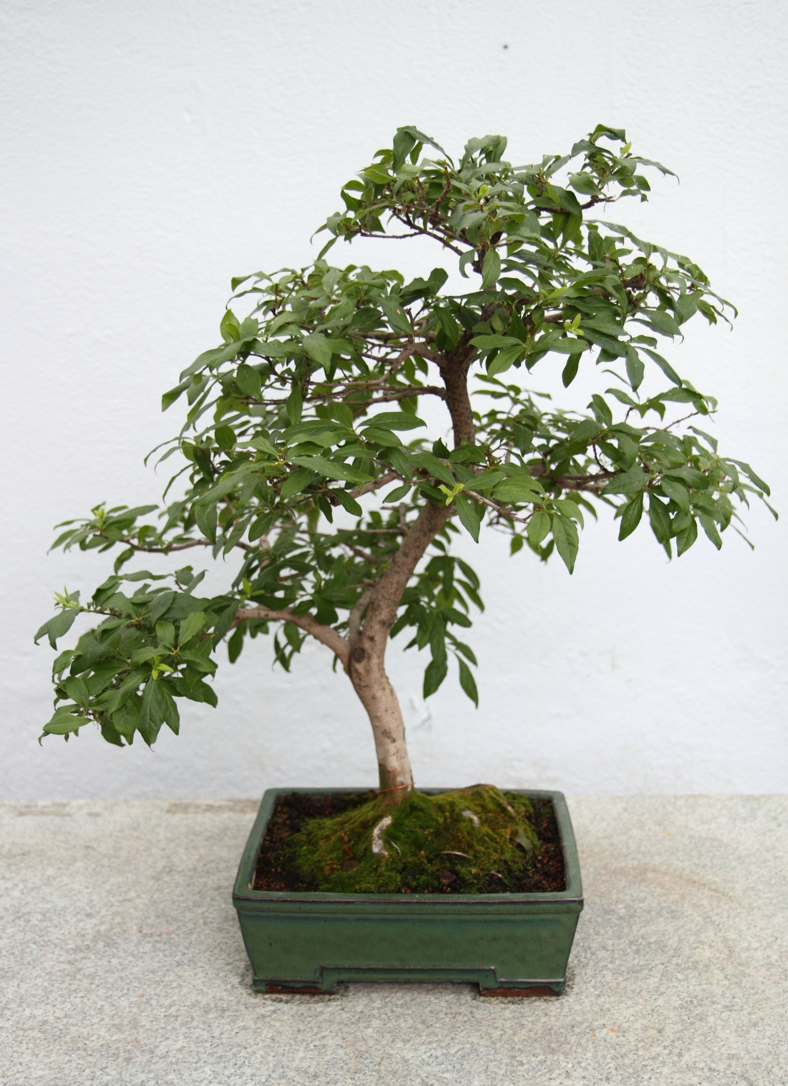 鉢に仕立てられた老爺柿(Diospyros rhombifolia)の盆栽