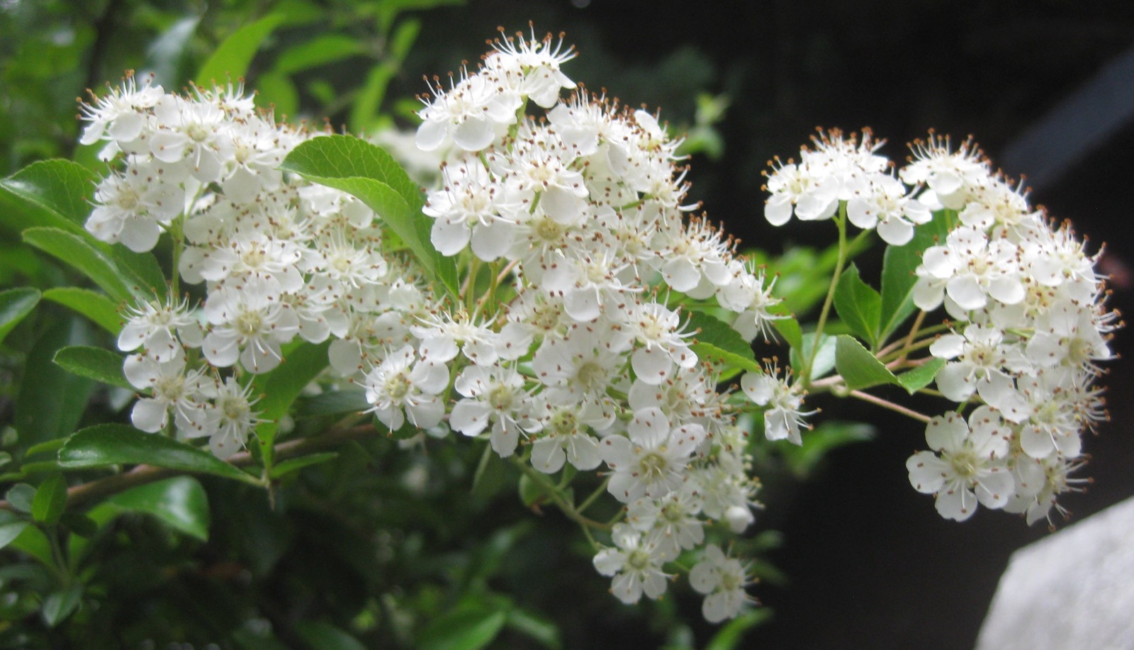 白い五弁の花が平たい房になって咲くピラカンサ