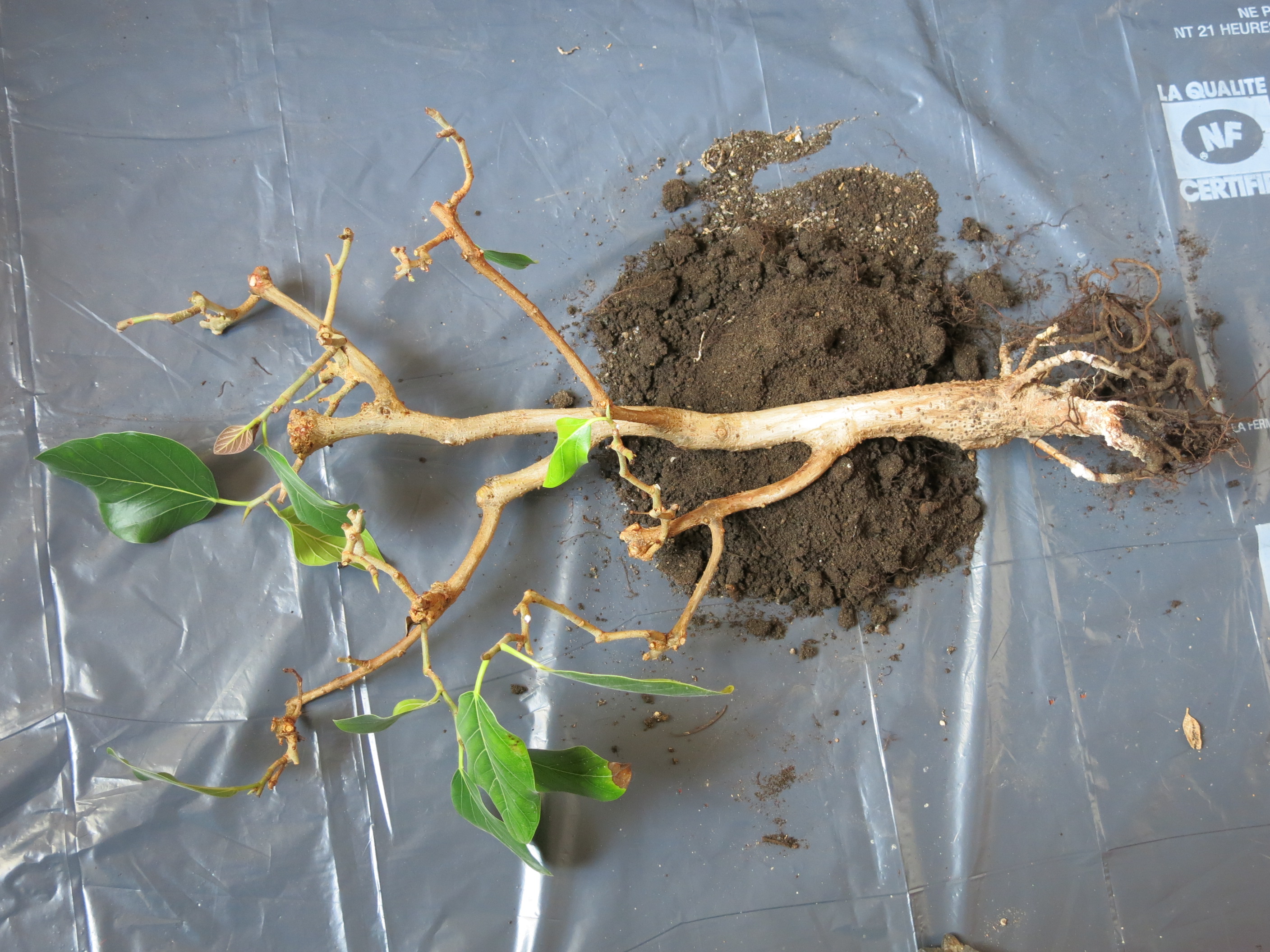 A banyan fig bonsai lifted from its pot, roots and old soil exposed after repotting