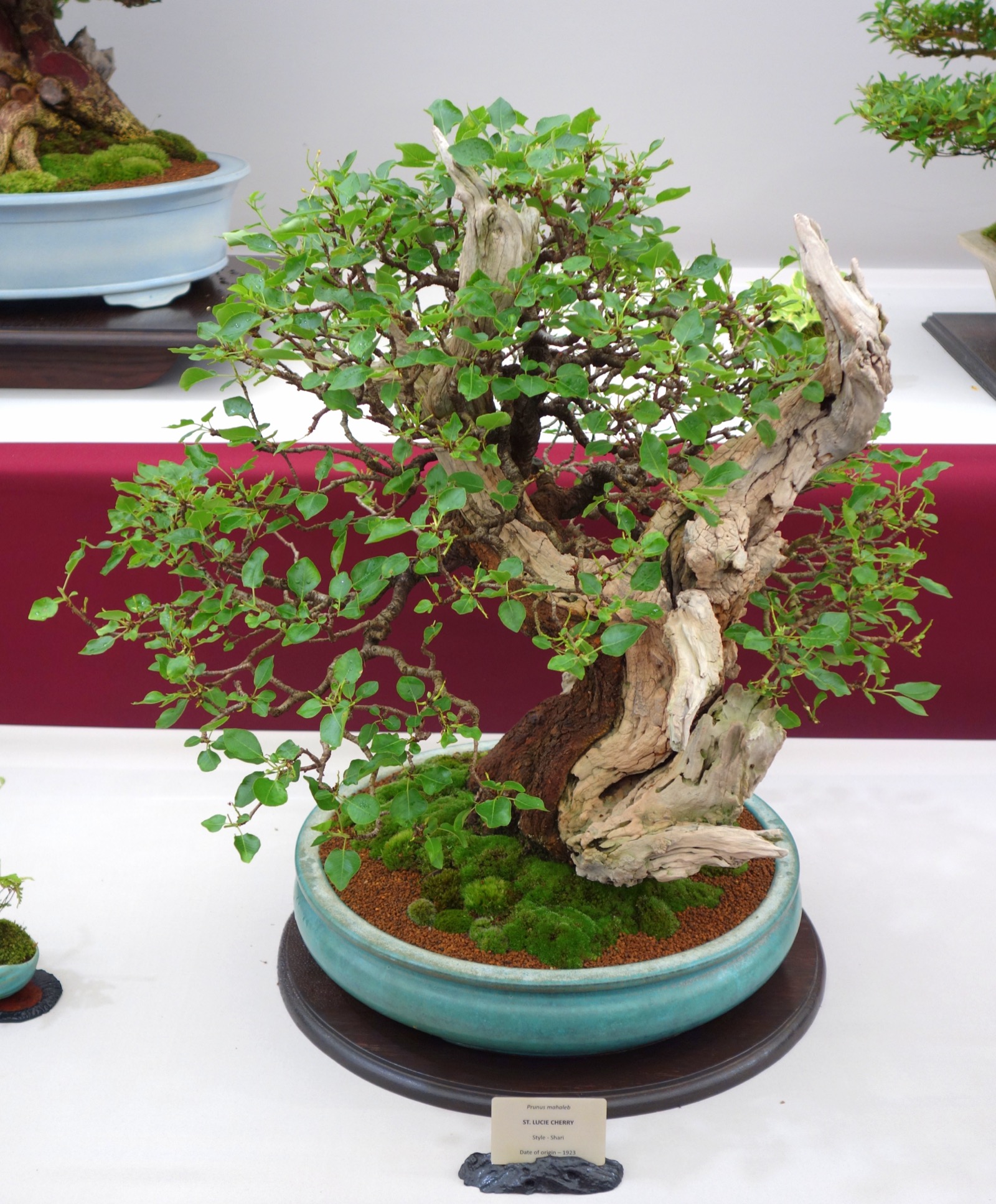 青い陶器の鉢に植えられた、舎利を持つ樹齢百年のマハレブ(桜の近縁種)の盆栽