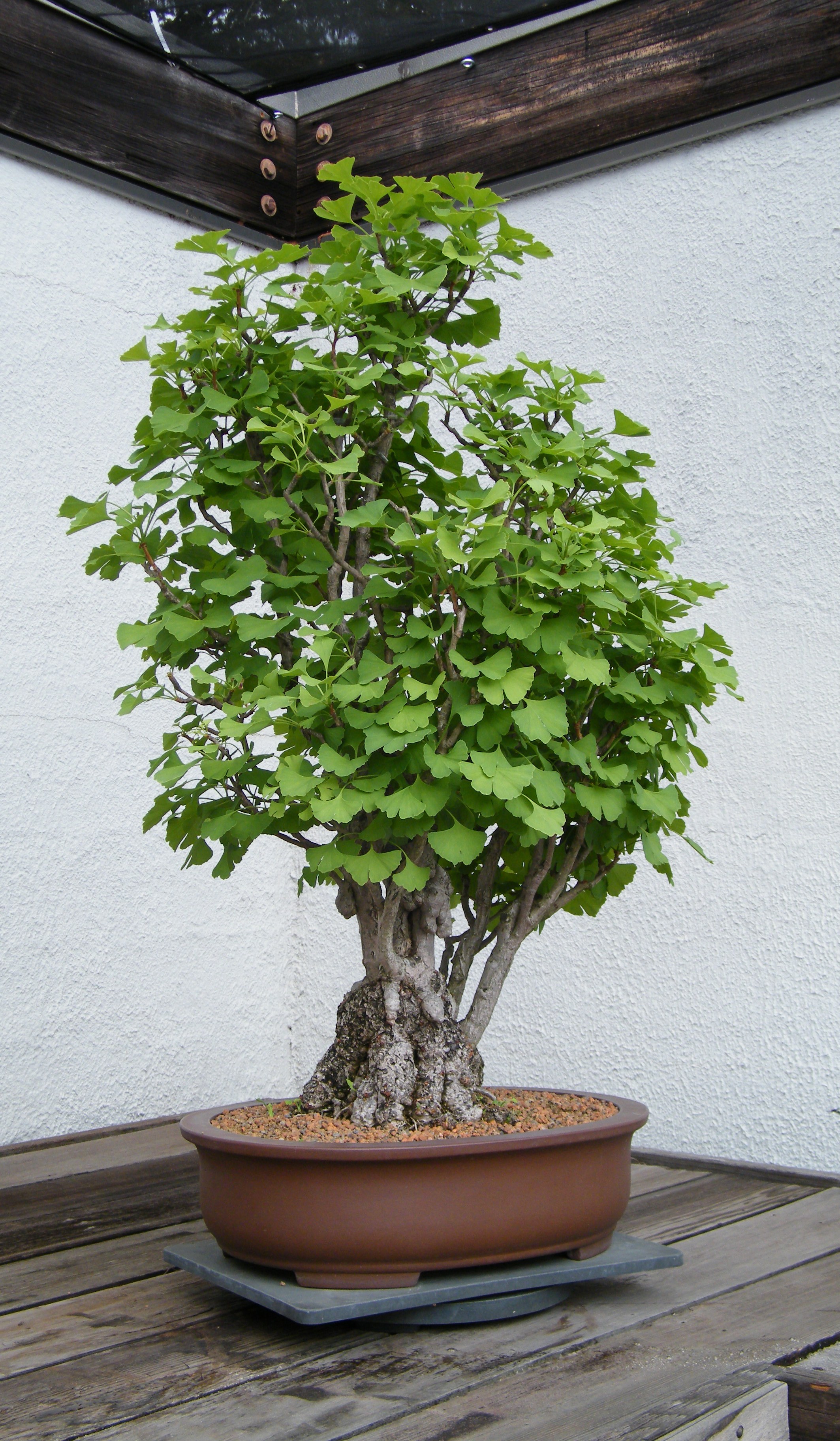 A ginkgo bonsai in full spring leaf, its aged trunk topped with a flush of fresh green growth