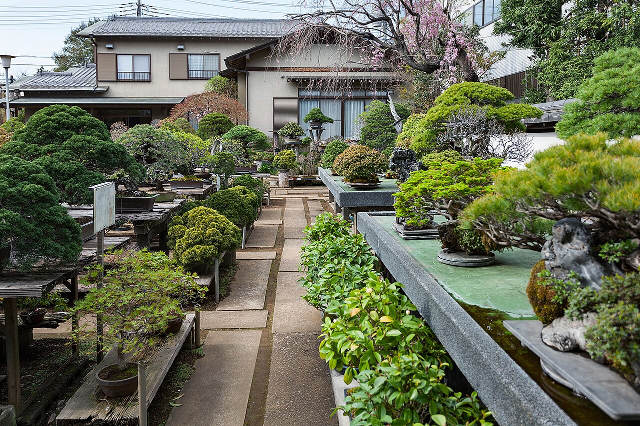 Bonsai on display benches at Fuyo-en, a nursery in the Omiya Bonsai Village, Saitama