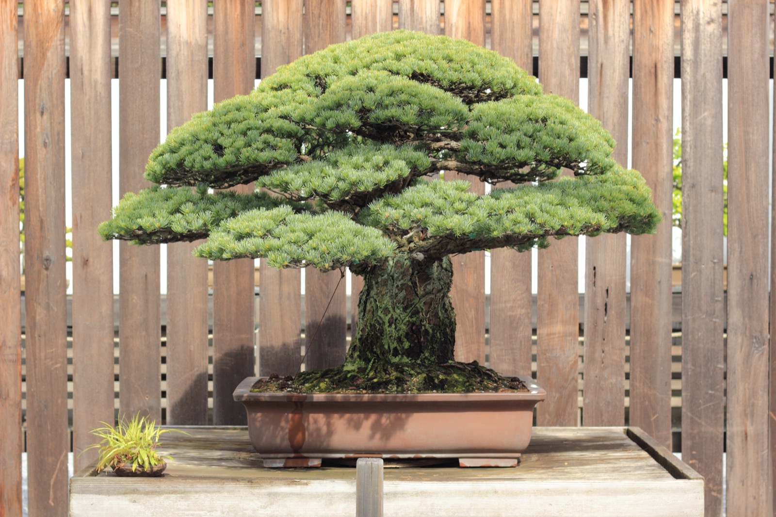 The Yamaki Pine, a Japanese white pine bonsai in training since 1625, displayed at the National Bonsai & Penjing Museum in Washington, D.C.